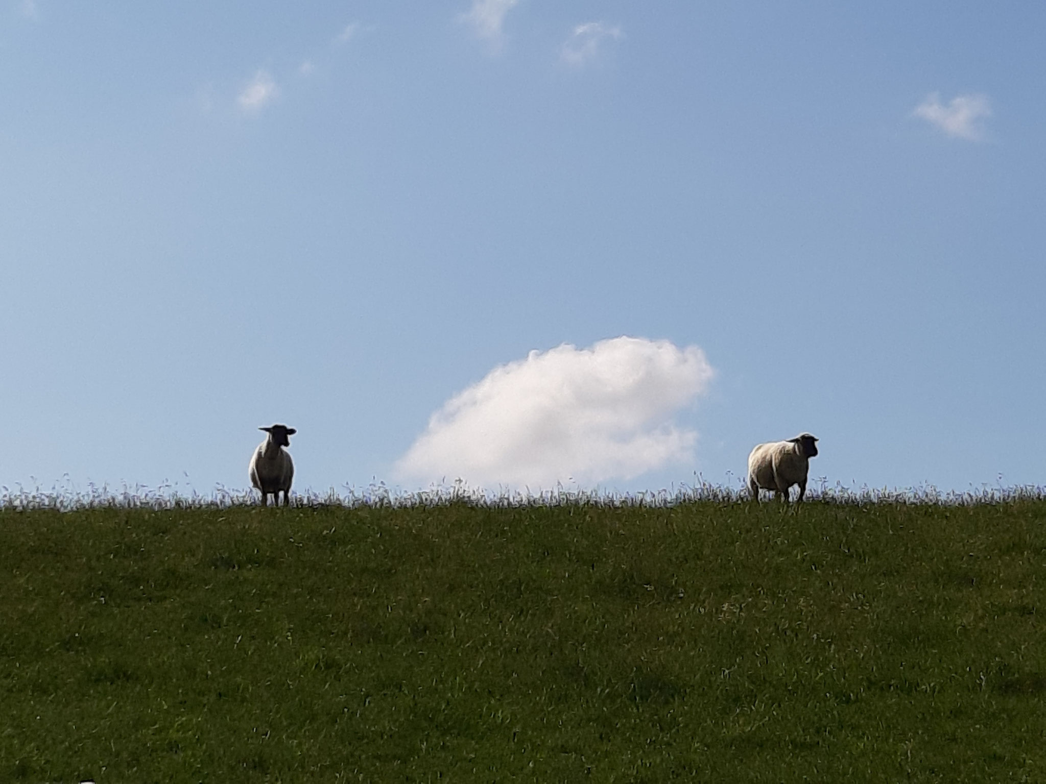 Horizont