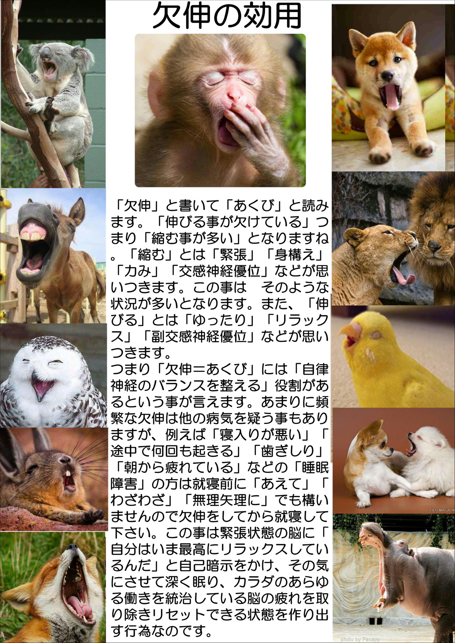 欠伸の効用