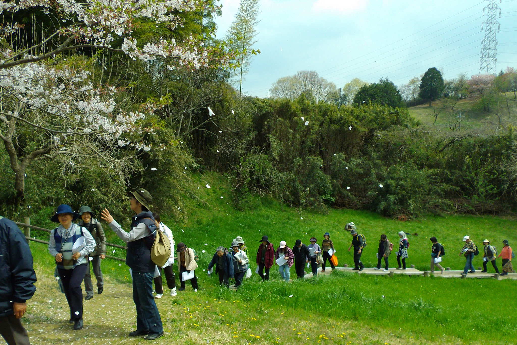 奥州廃道の桜吹雪（町田市小山田大久保台）