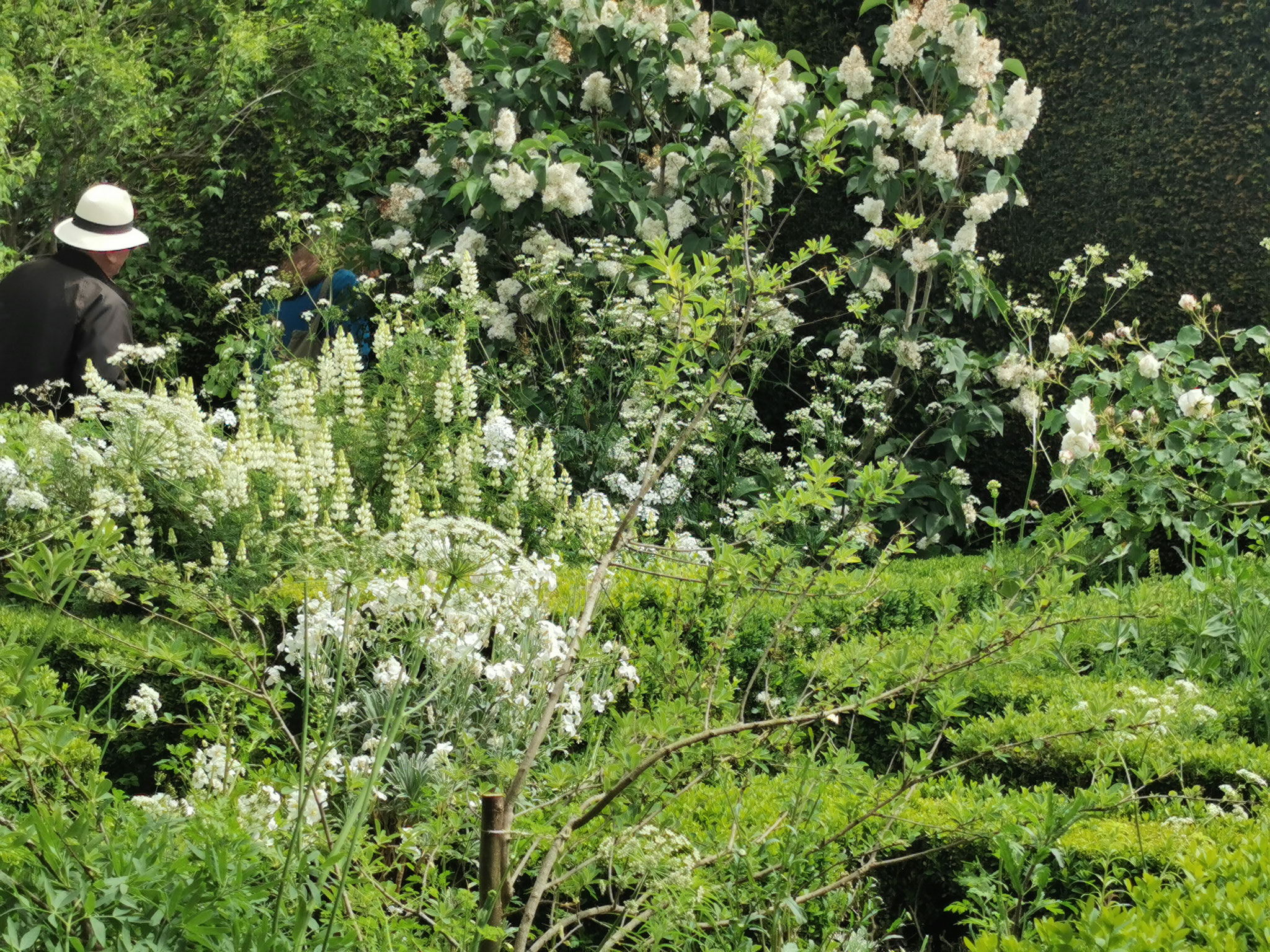 der weiße Garten in Sissinghurst