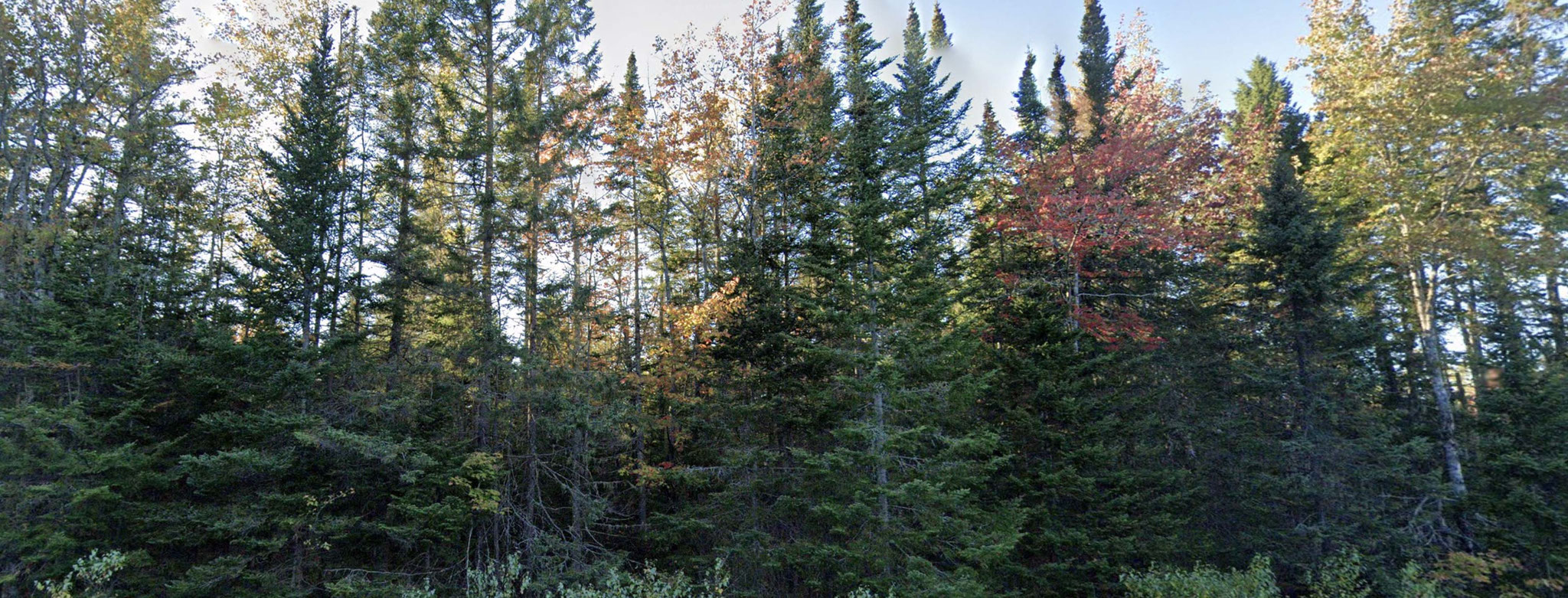 36 ha grosses Waldgrundstück nahe Grand Lake / New Brunswick