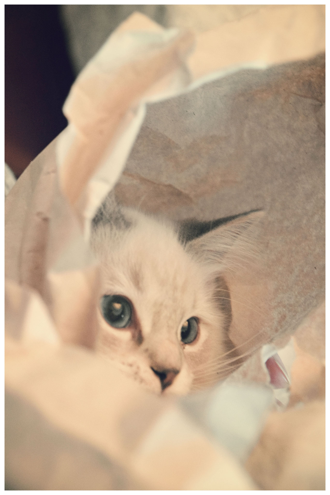Katze im Packpapier