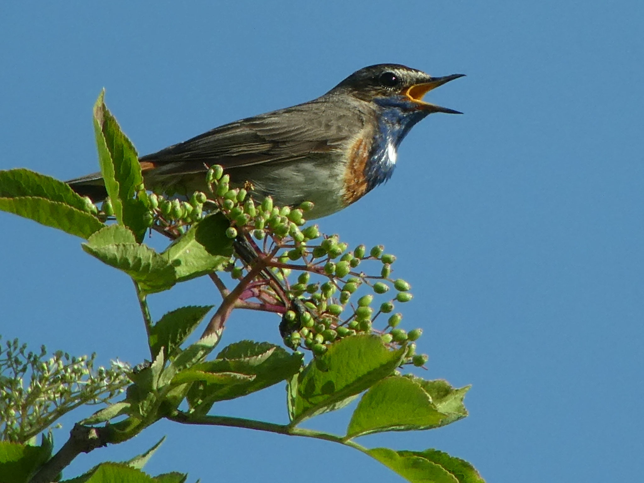 Blaukehlchen (Foto: Jürgen Albrecht)
