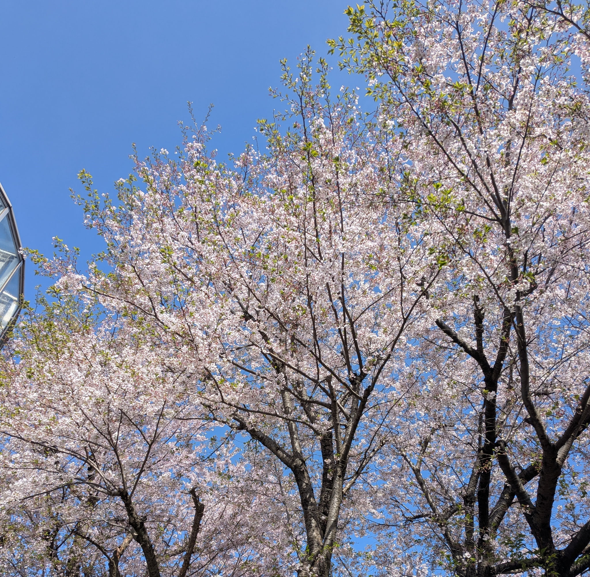 澄んだ碧に浮かぶ桃色