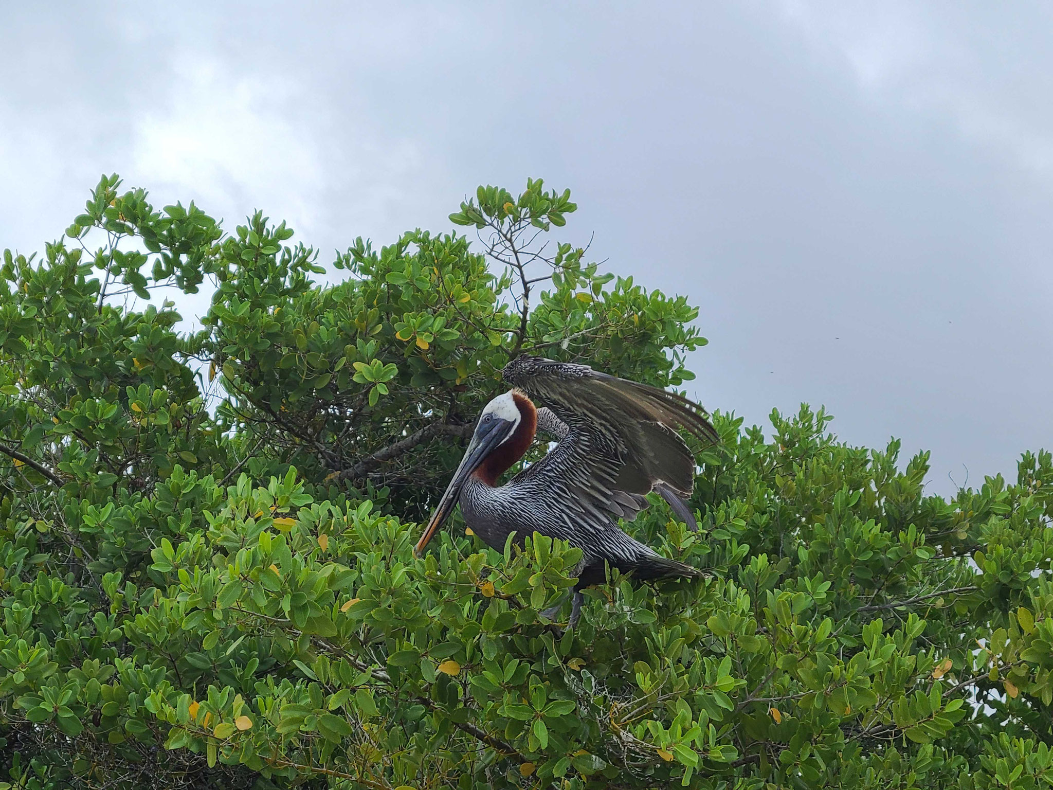 Pelikan in der Mangrove.