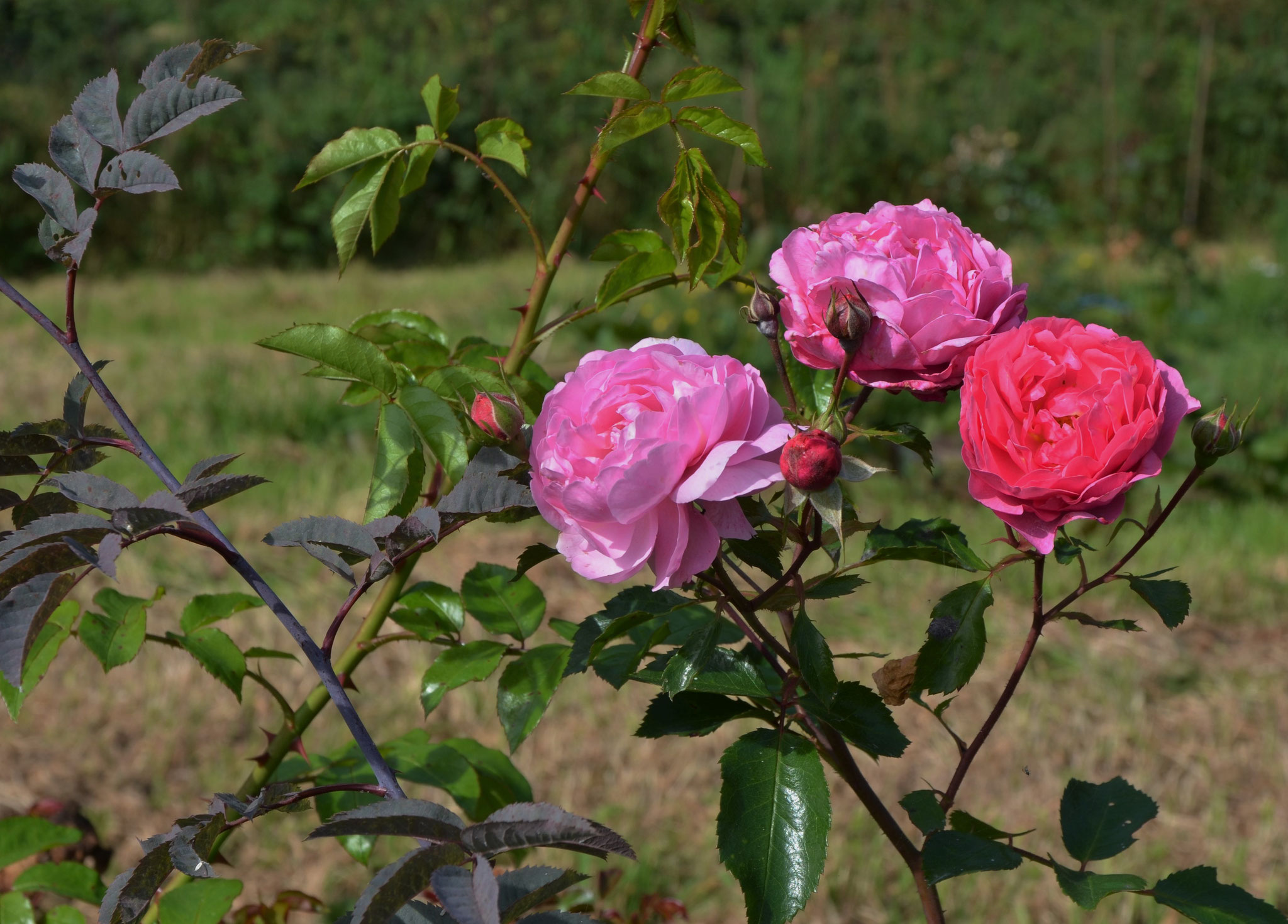 Lorsque Rosa glauca suffuse 'Liliane Houbé-Reveret'