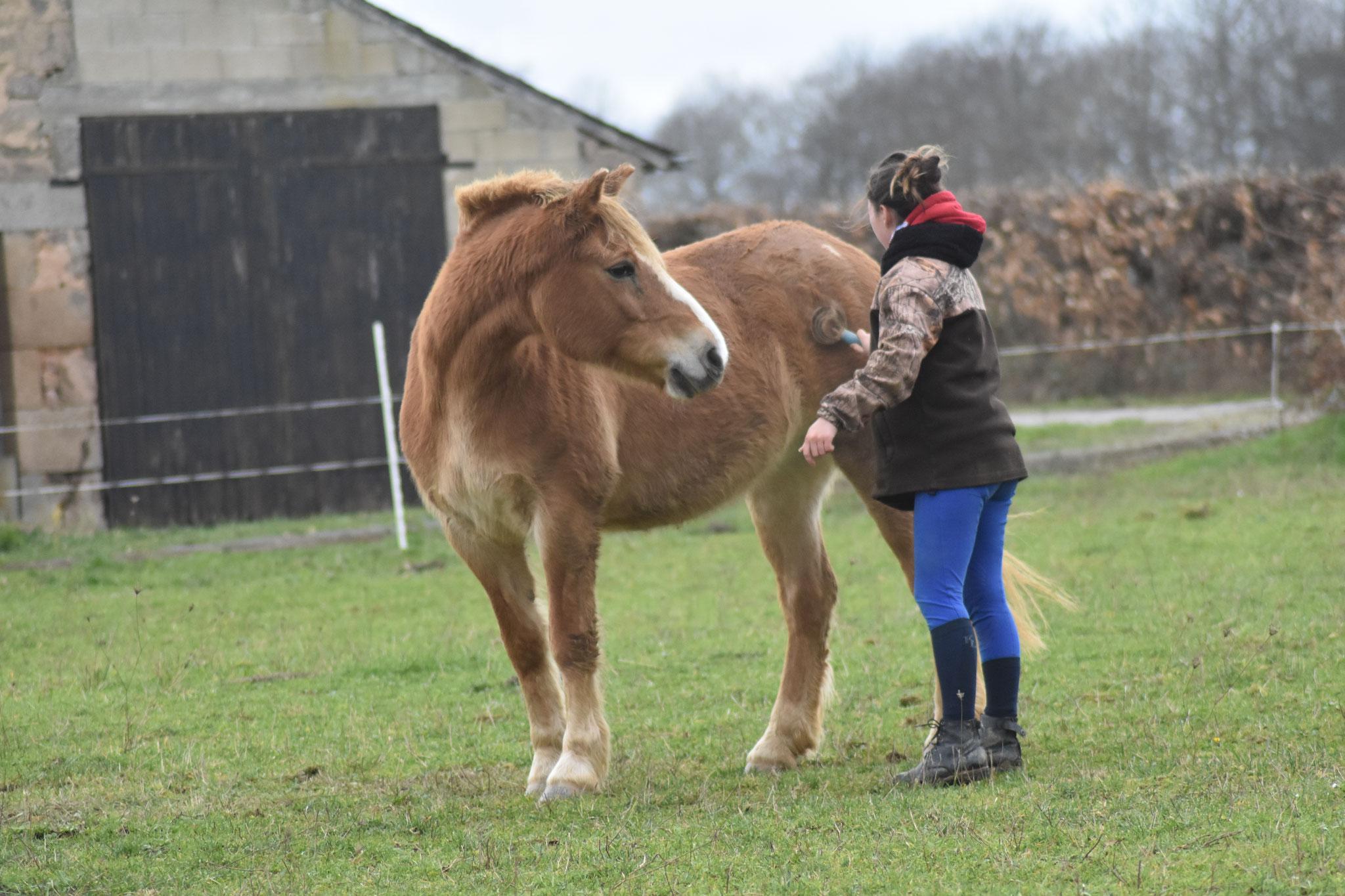 Roussette Océane (Haflinger)