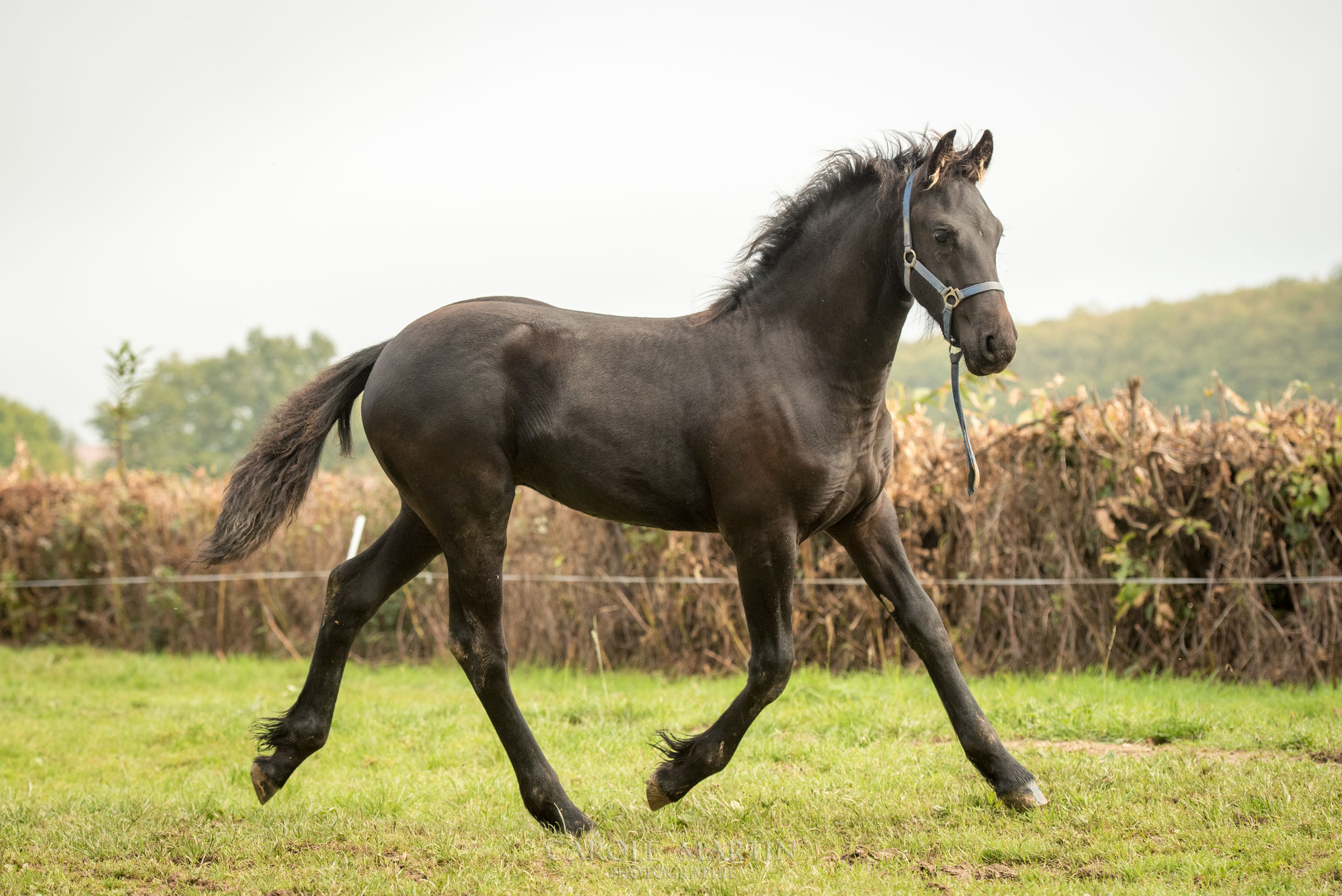 Fleur Haras du Berry (Frison)