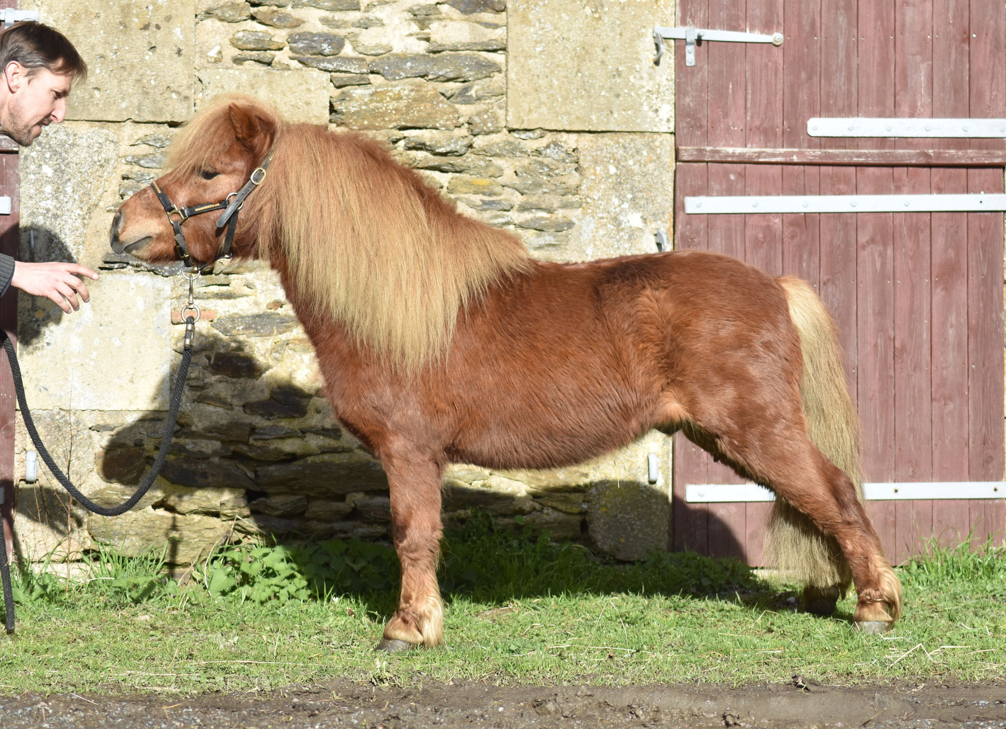 Victor (shetland)