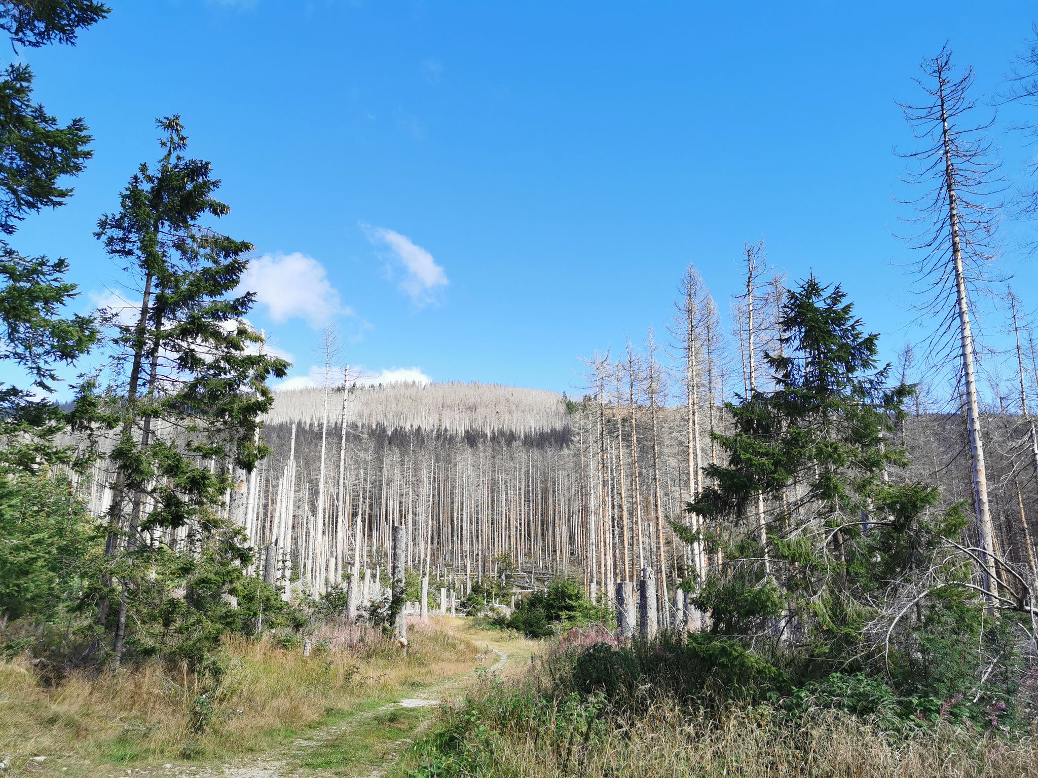 Die vom Borkenkäfer befallenen Wälder