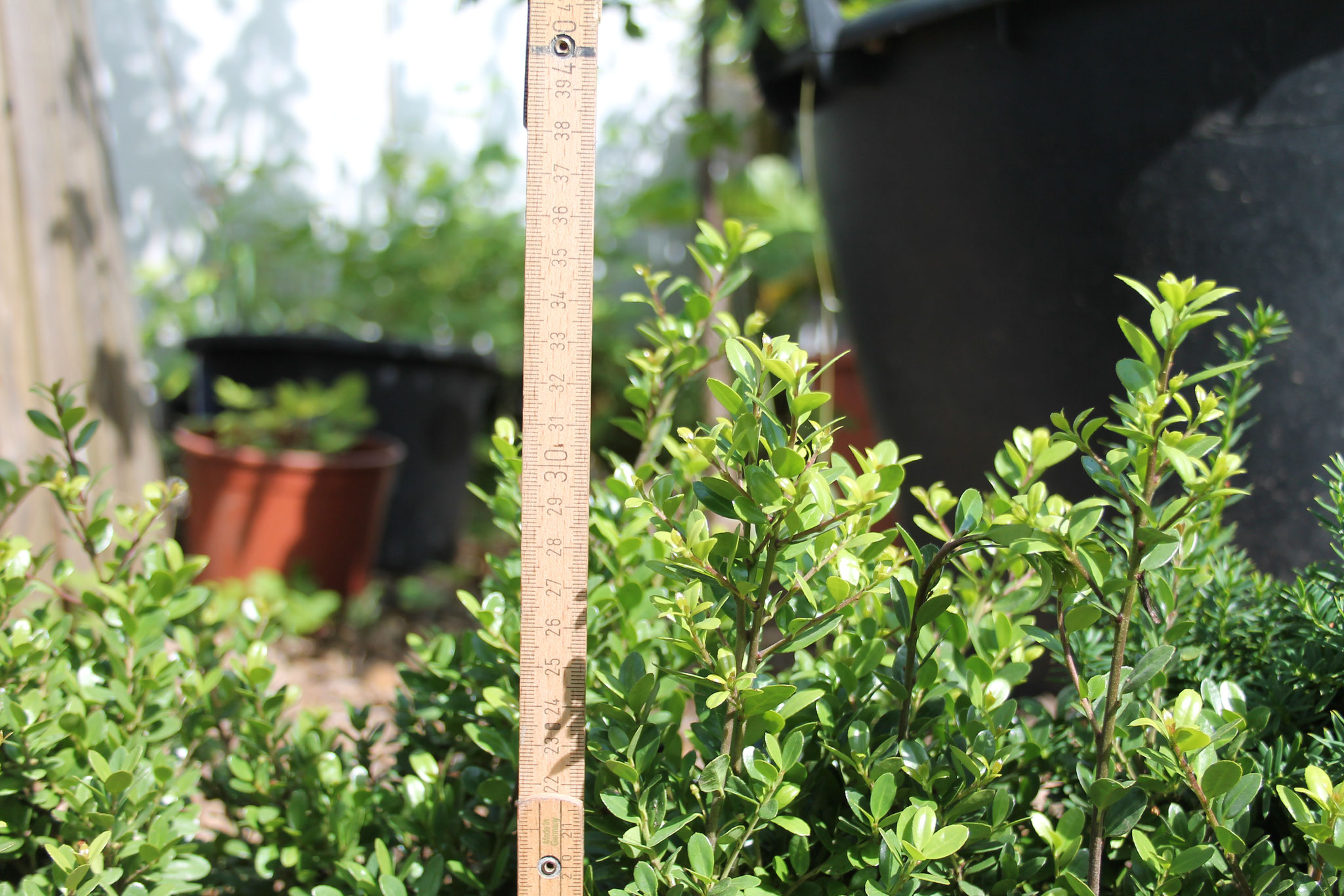 60+ Ilex Als Zierpflanze, nn der ilex / stechpalme &#039;heckenblau&#039; ist