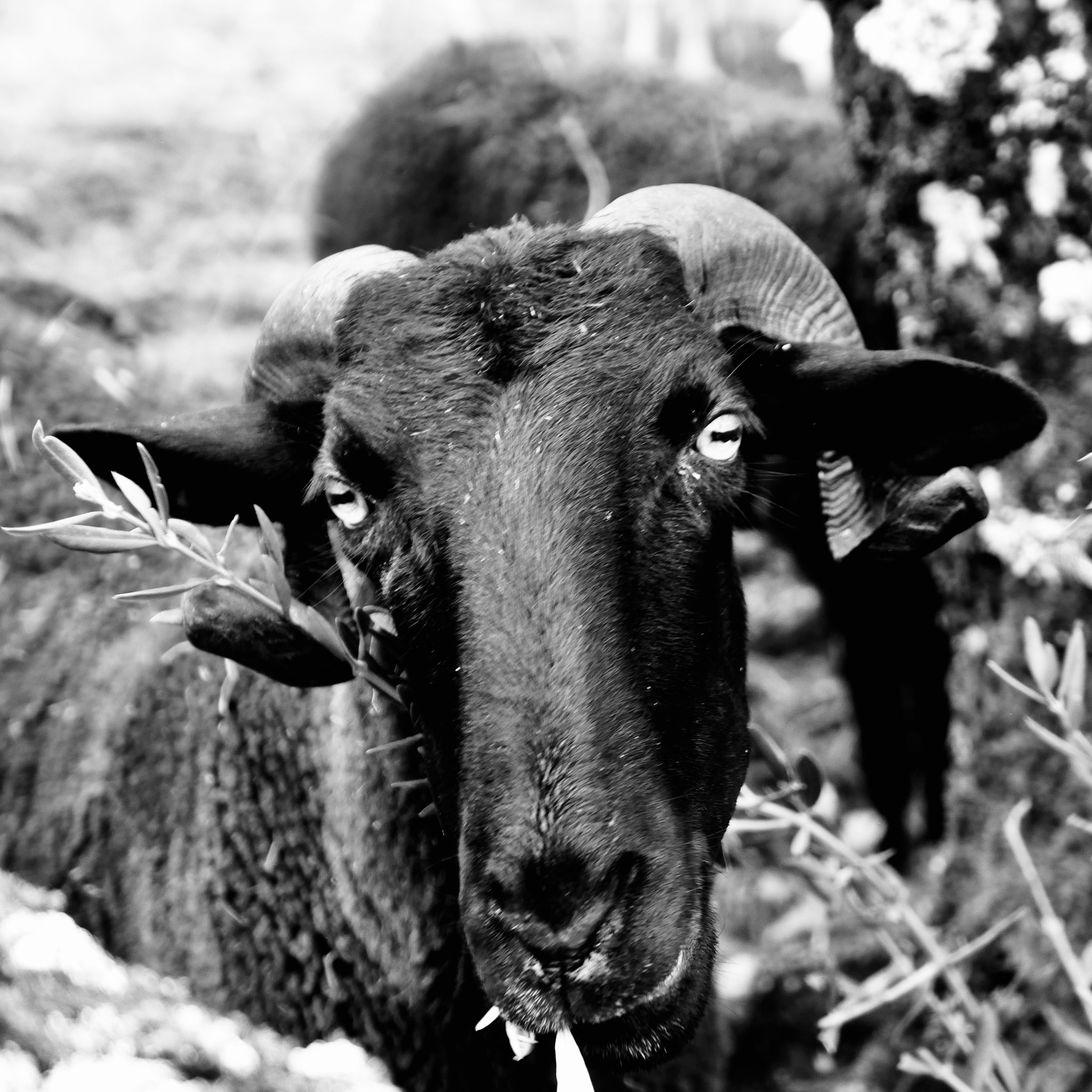 olho por olho | travancinha | outubro 2025