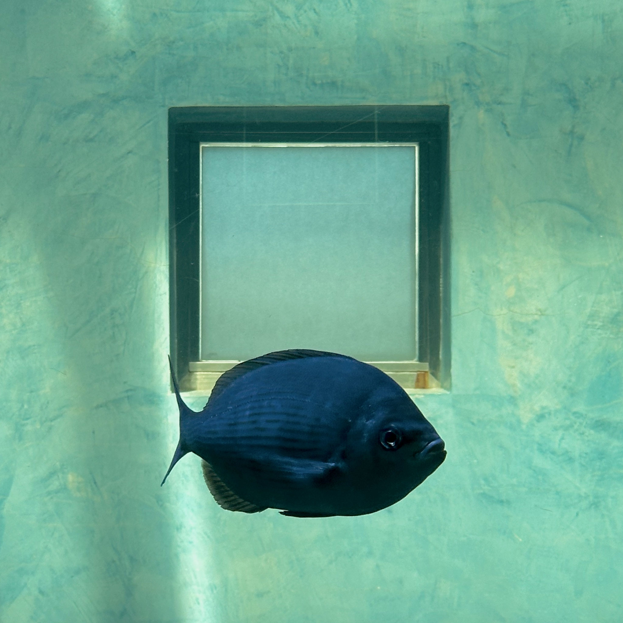 where no bird can fly, no fish can swim | vigo | agosto 2025