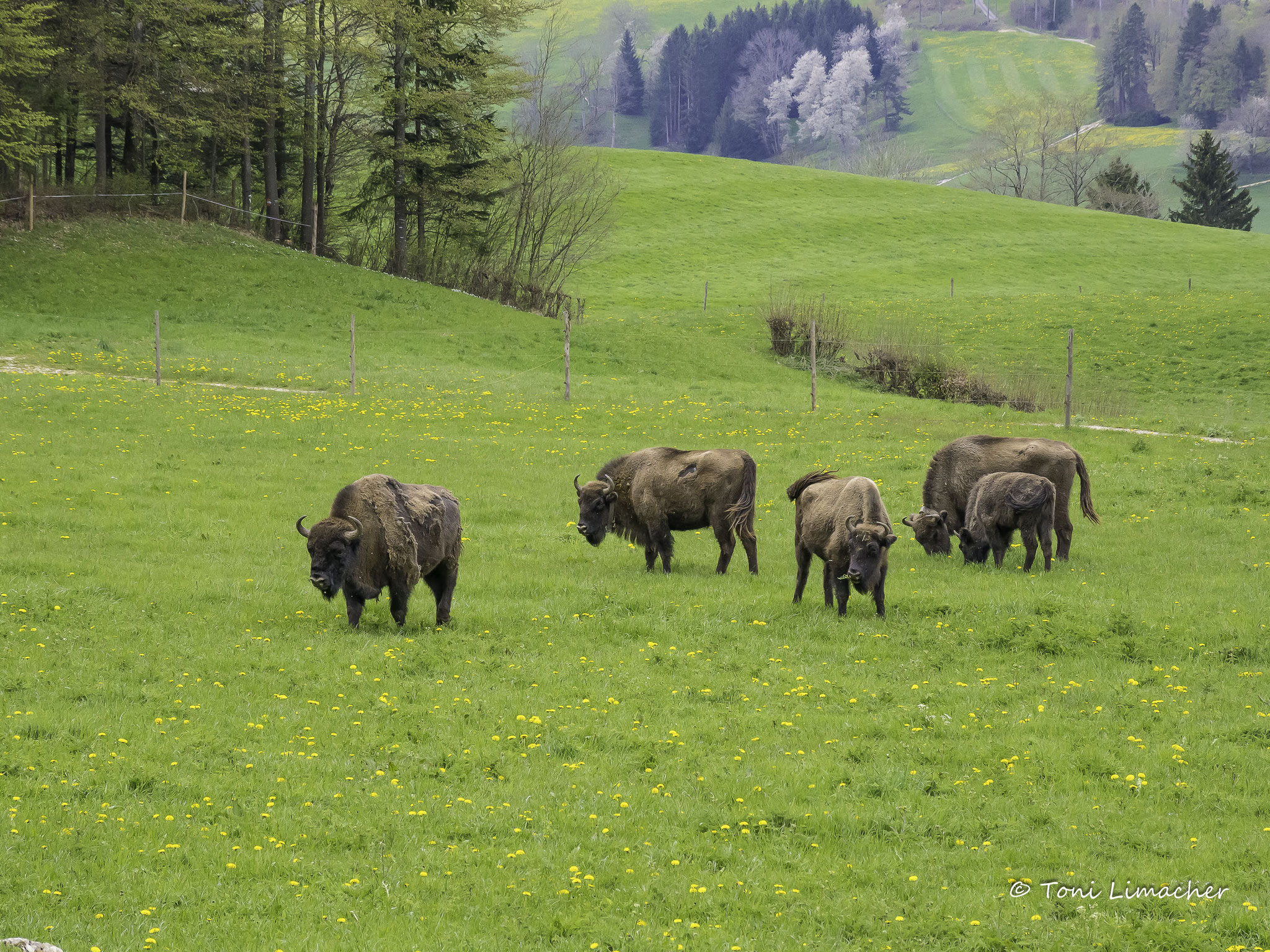 Wisent Thal