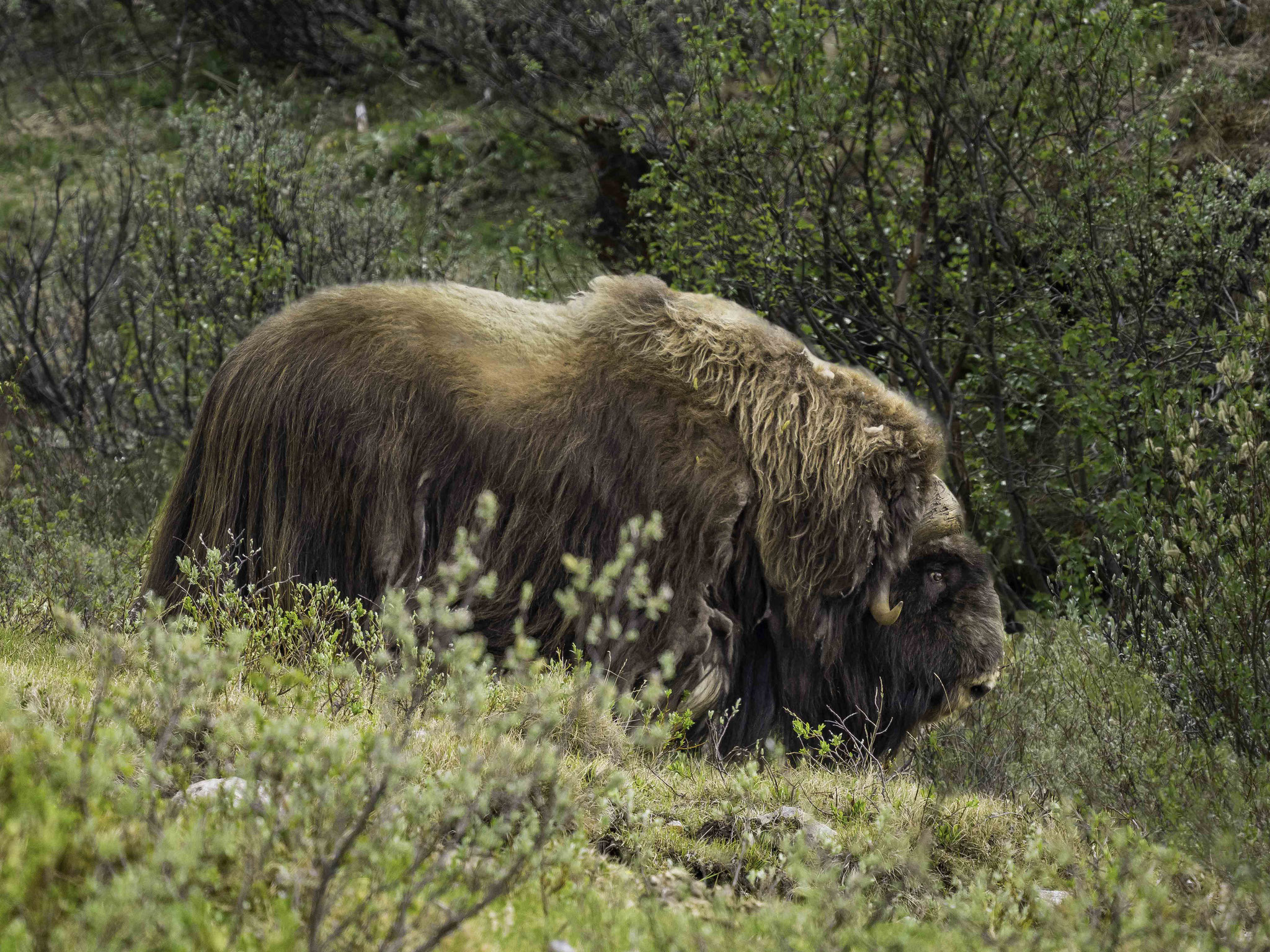 Moschusochse Dovrefjell