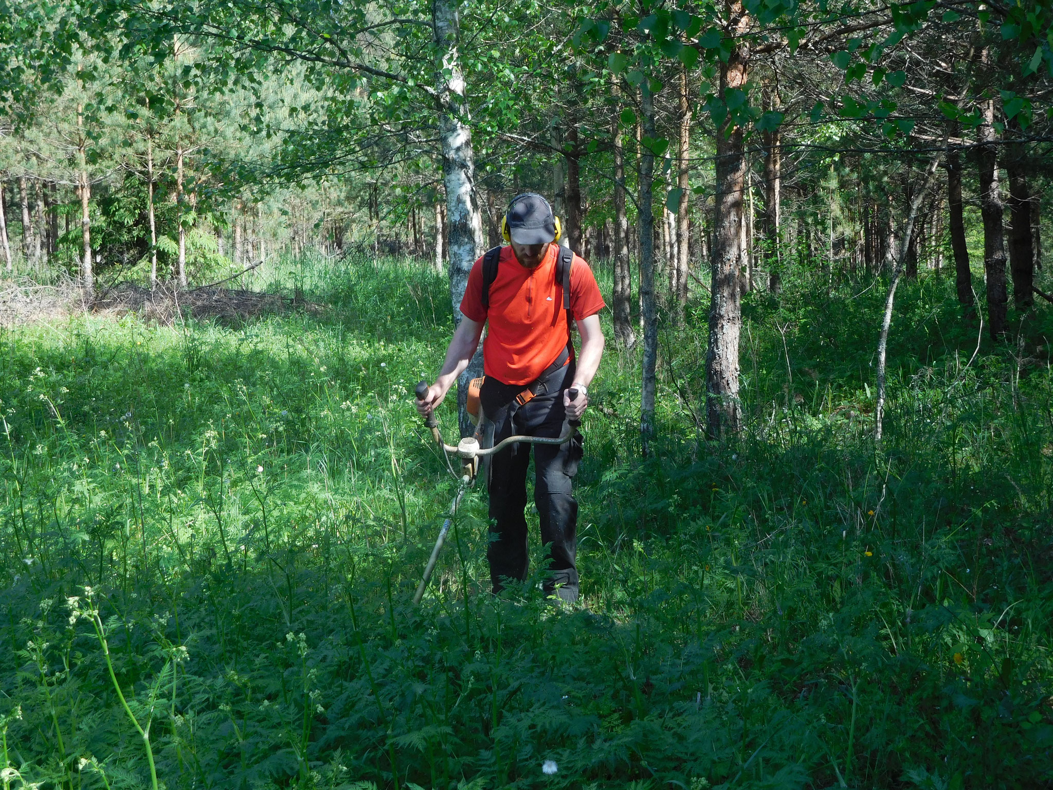 Pour les plantations de l'année, deux passages sont requis