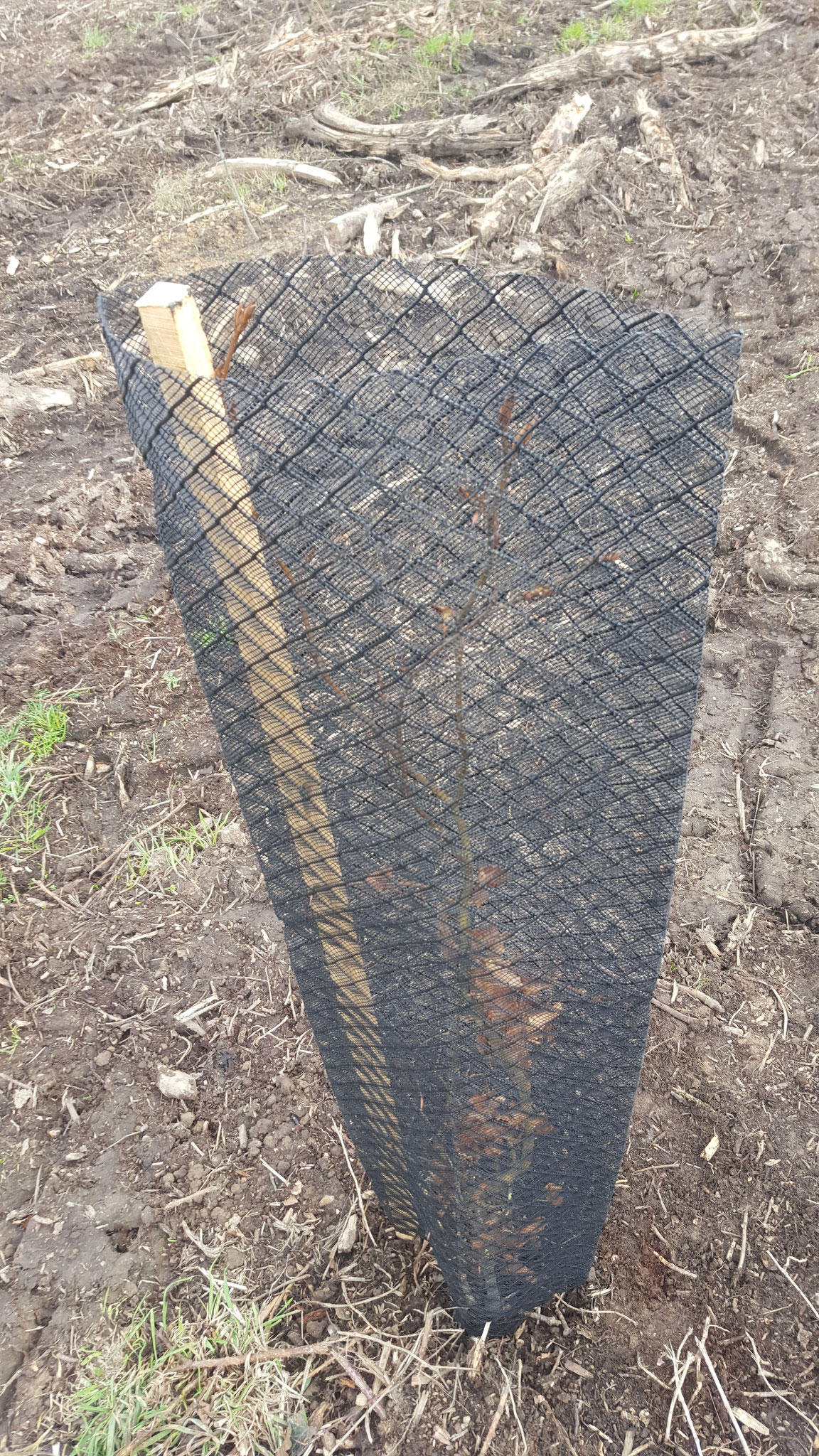 Cette gaine d'un 1m20 protège du chevreuil