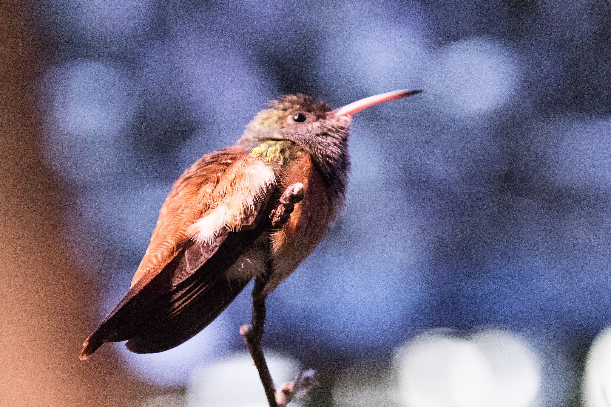 Vogelpark Walsrode