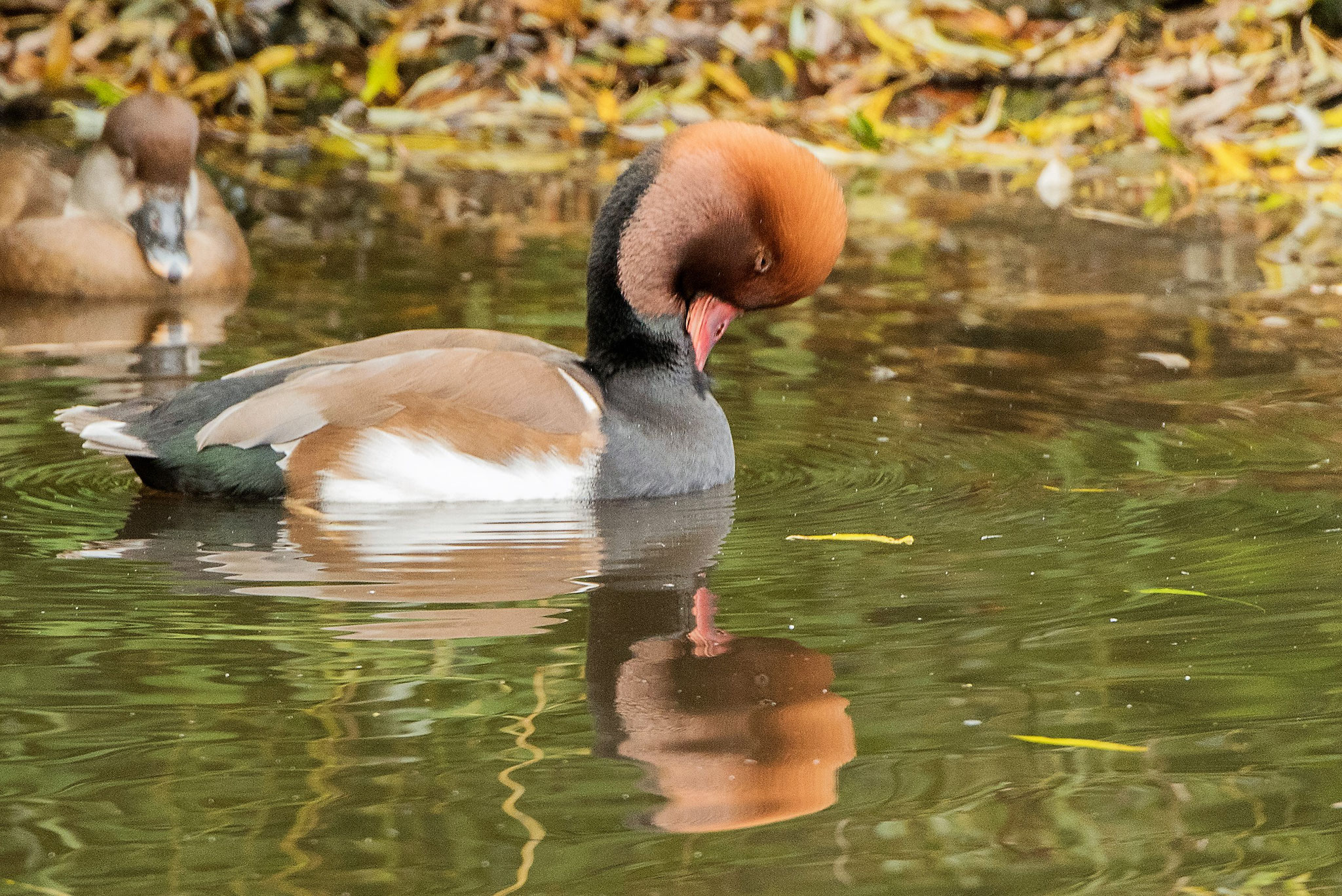 Vogelpark Walsrode