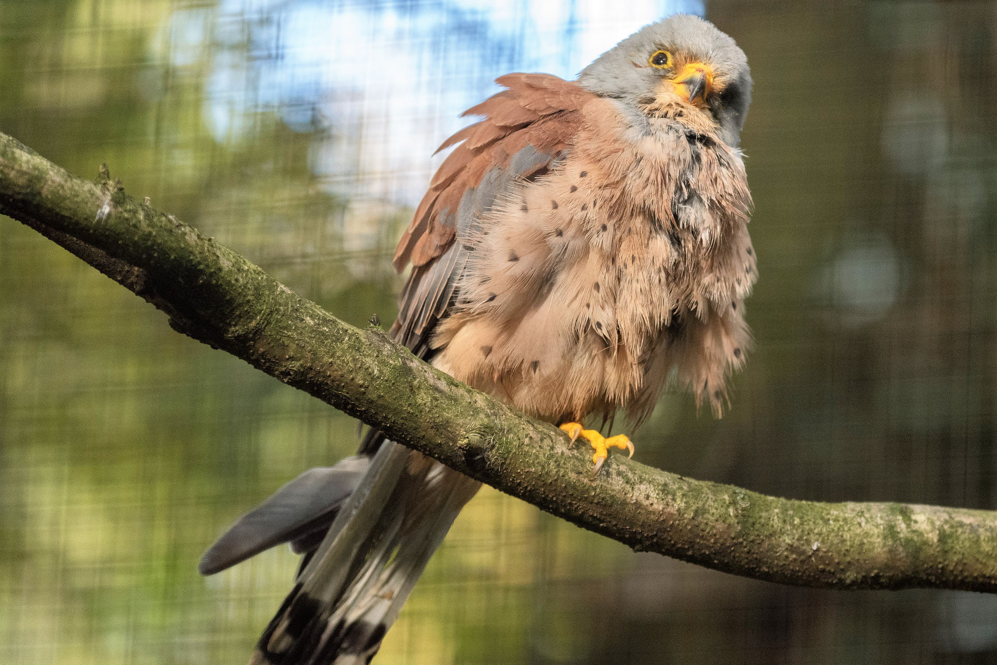 Vogelpark Walsrode