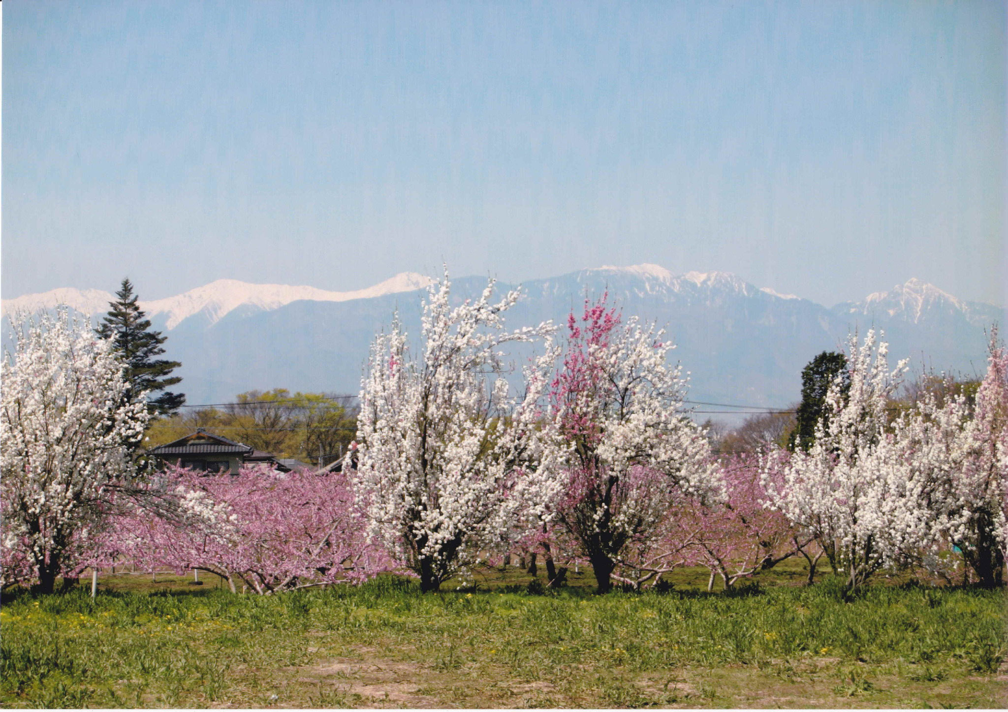 桃畑と南アルプス　甲斐国分寺付近で4月上旬から中旬に桃畑が満開になります。