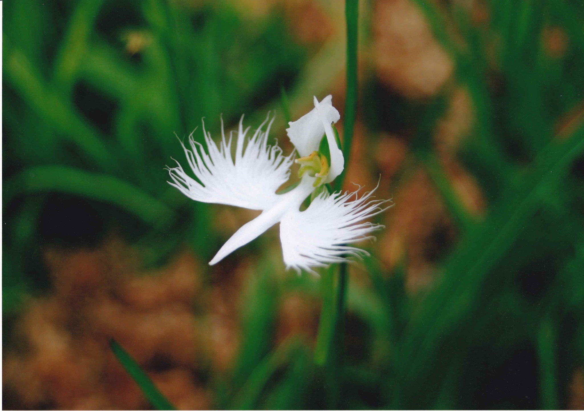 夏の花「サギソウ」です。ラン科サギソウ属　湿地帯に咲く多年草。