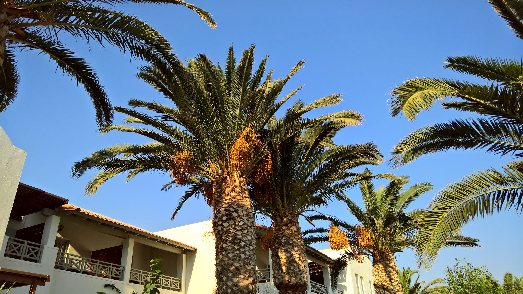 tolle Palmen im Hotelgarten