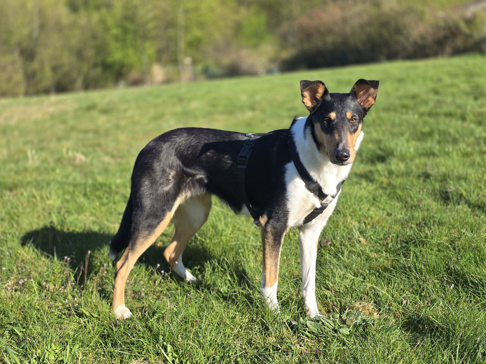 Bei Kurzhaarcolliehündin Cara glänzt nicht nur das Fell sondern auch die sportliche Figur. Das werde tolle Colliewelpen