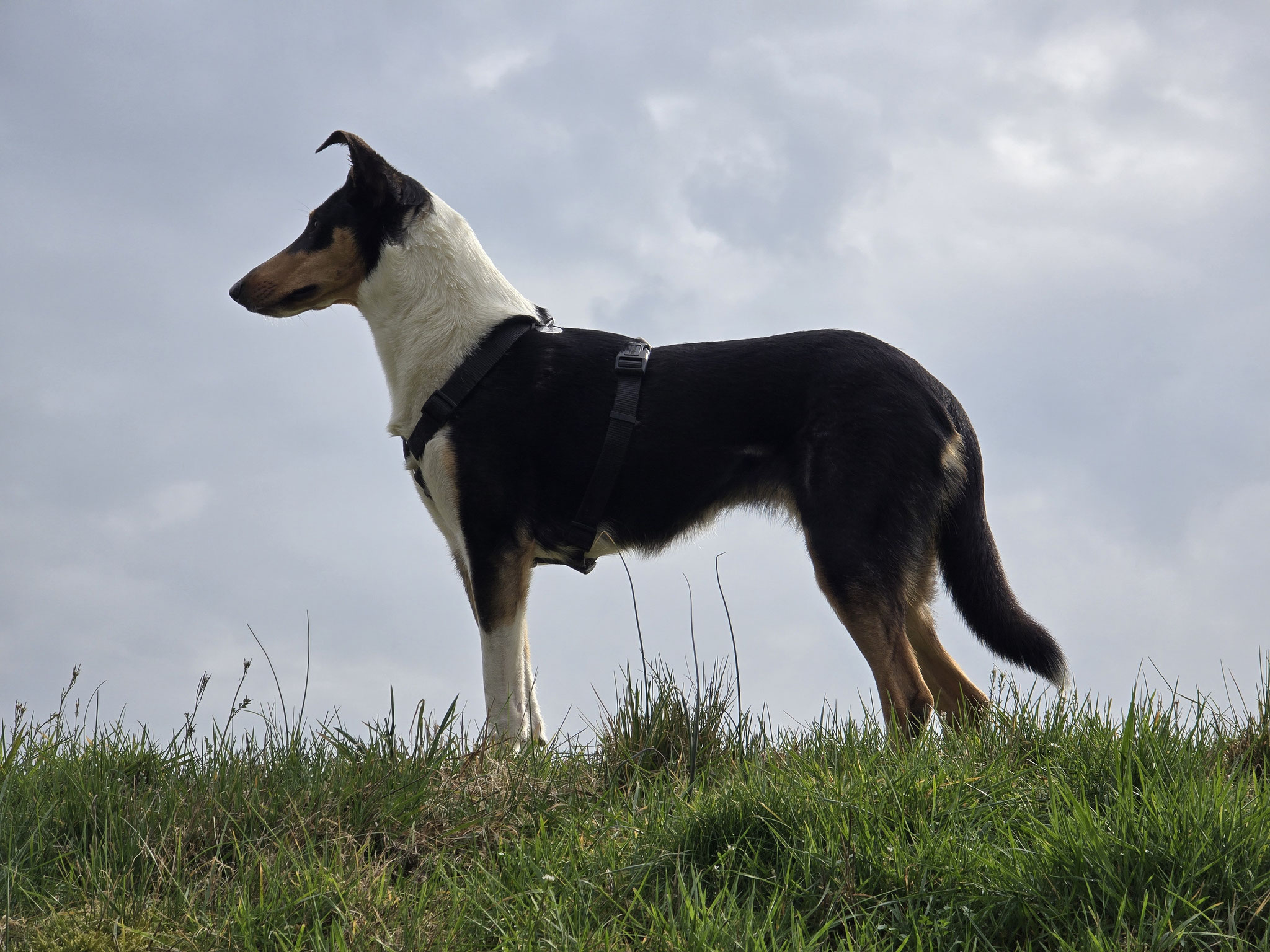 die Colliewelpen von den Märchencollies aus Wuppertal, NRW können ungeimpft übernommen werden