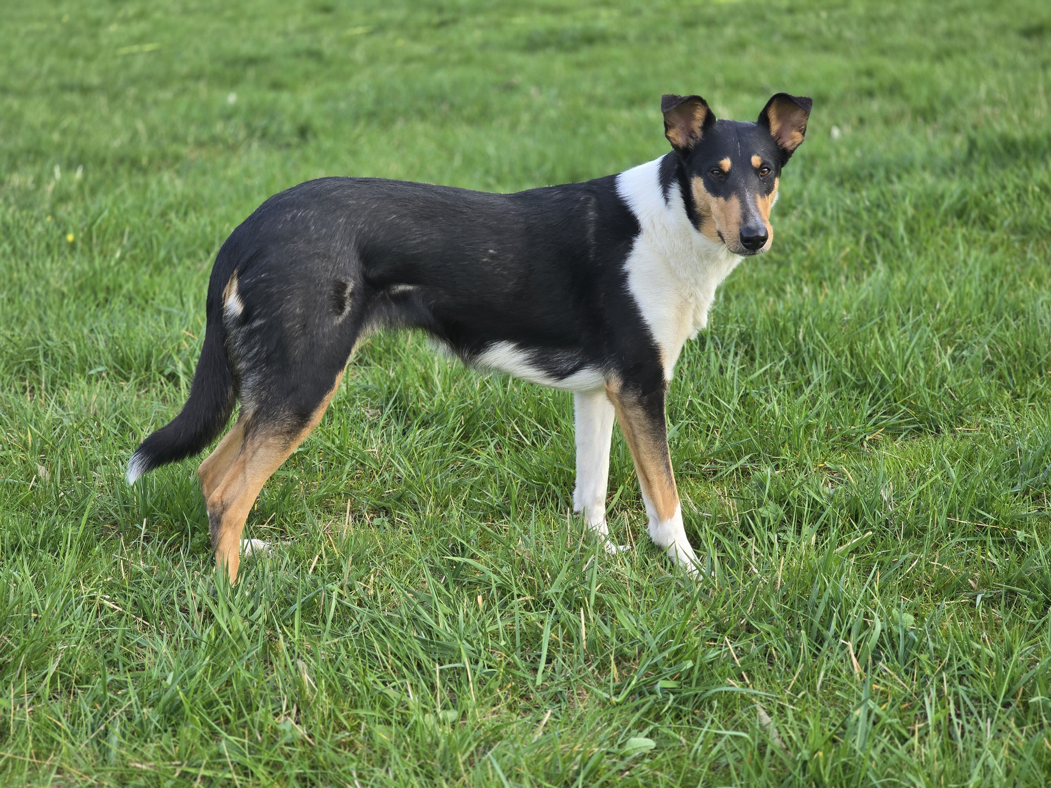 Gesunde Hunde, dafür steht die Colliezüchterin aus Wuppertal vom Märchenberg