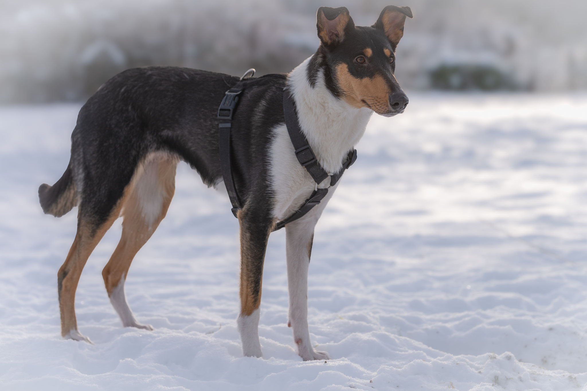 Tricolor Kurzhaarcolliehündin ist in der Wurfplanung