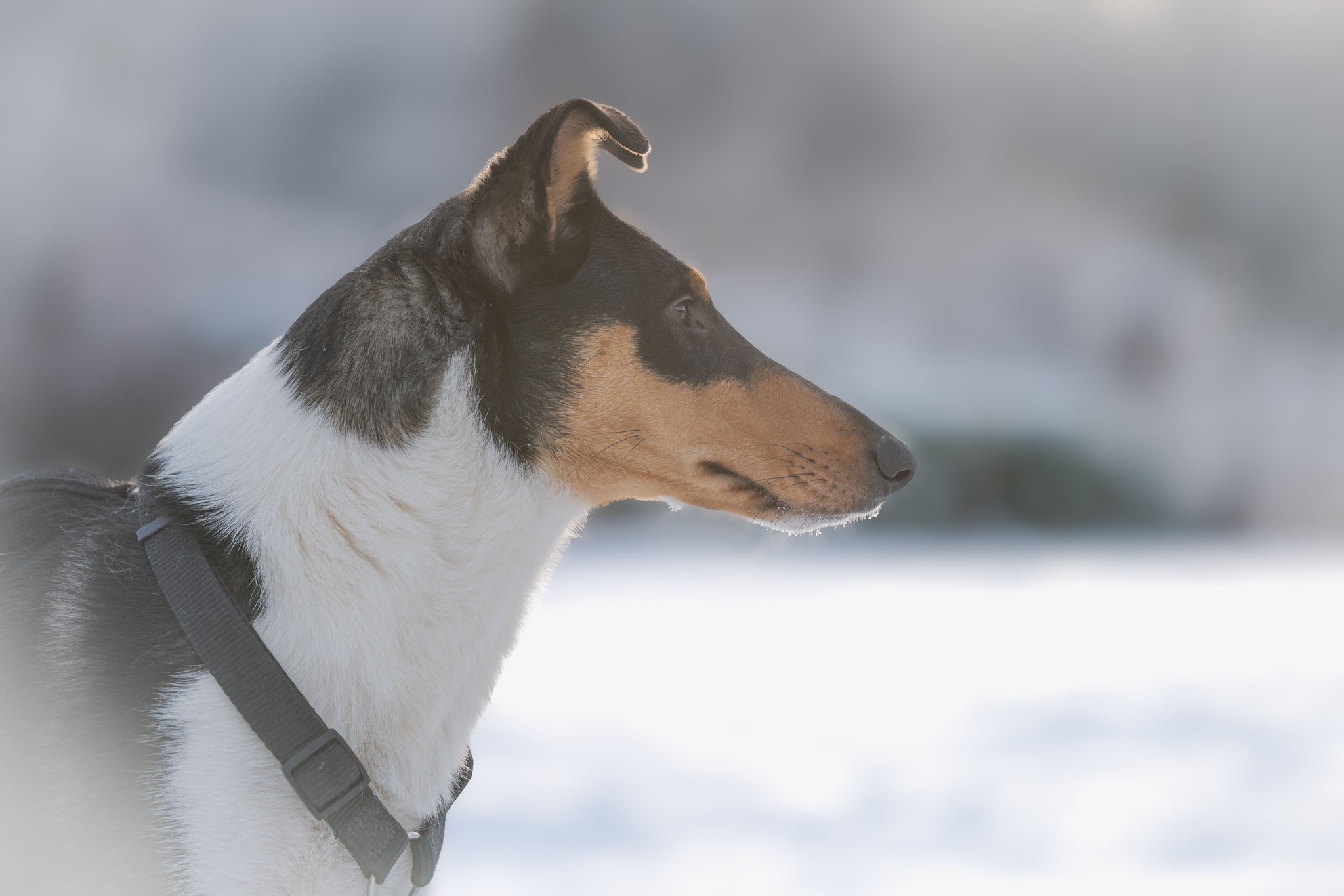 Cara ist eine intelligente und soziale Zuchthündin für Colliewelpen in Wuppertal