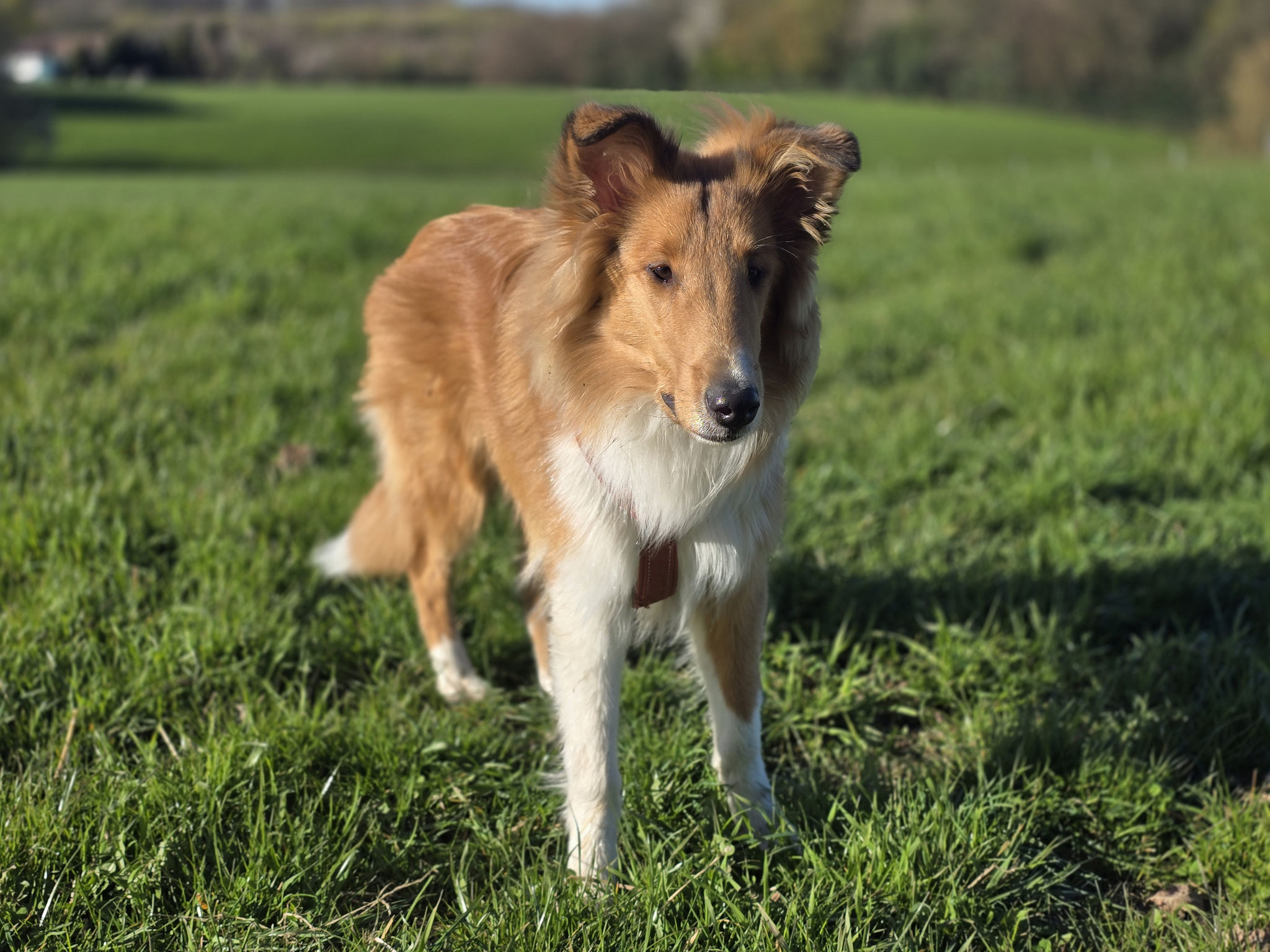 Der bildschöne dark-sable Langhaarcollierüde ist für die Colliezucht in Wuppertal auserwählt