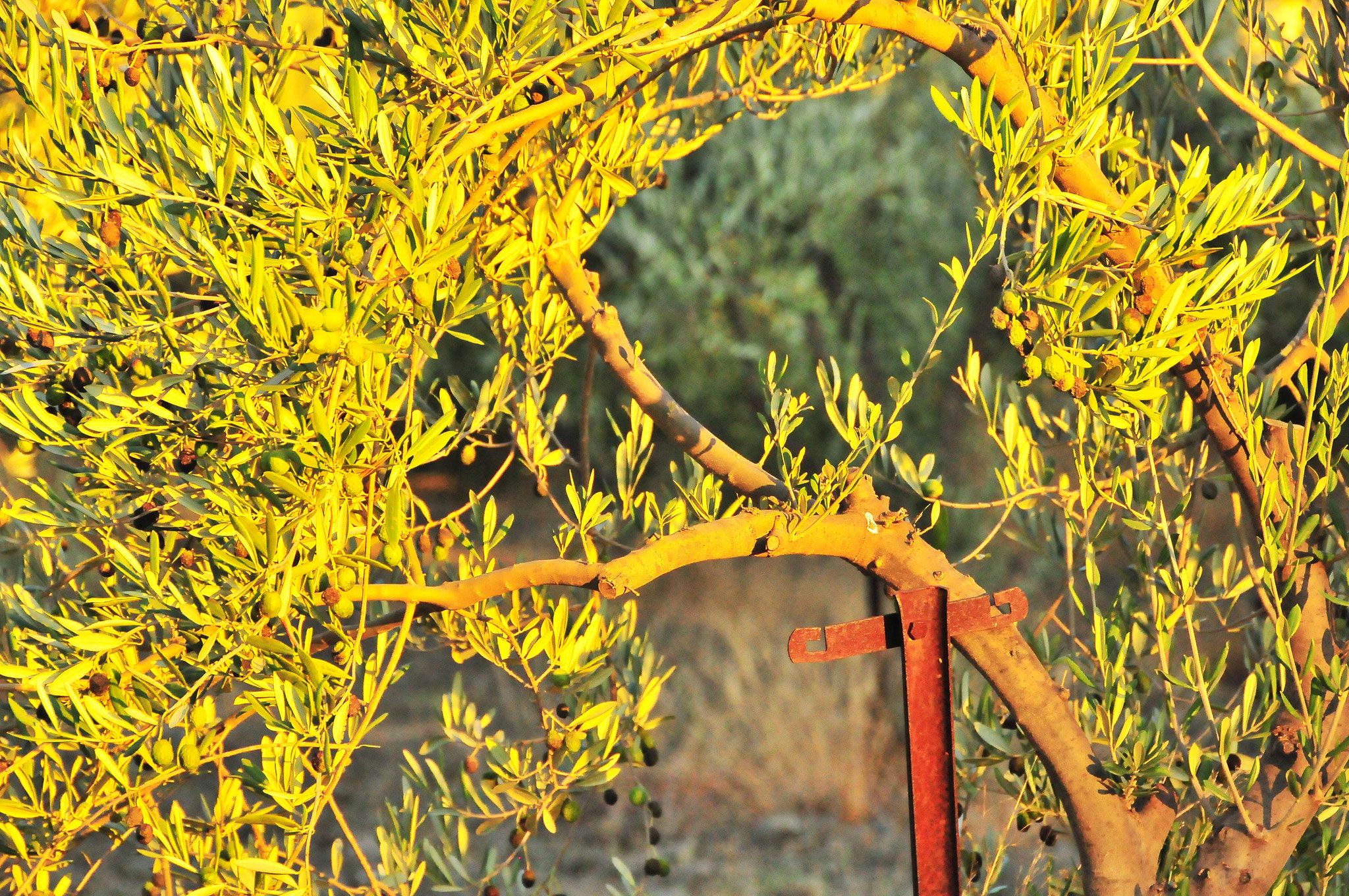 Harvest Coming