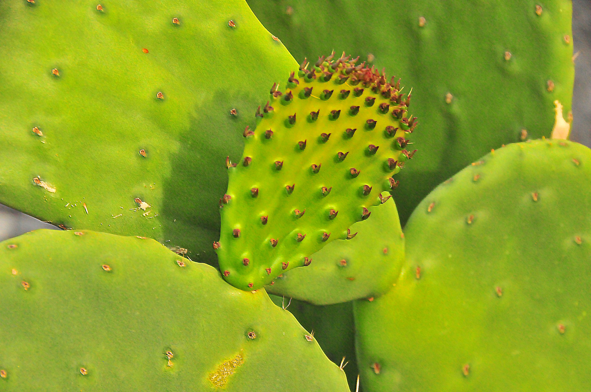 Cactus Baby