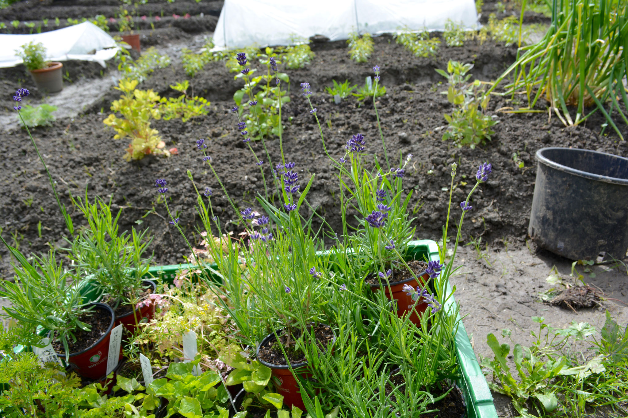 …Aufbauarbeit Kräuter Heilkräuter Garten BioGemüse