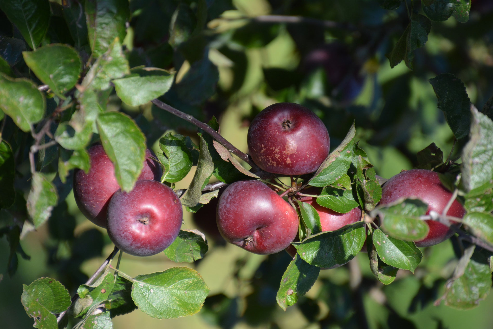 Äpfel