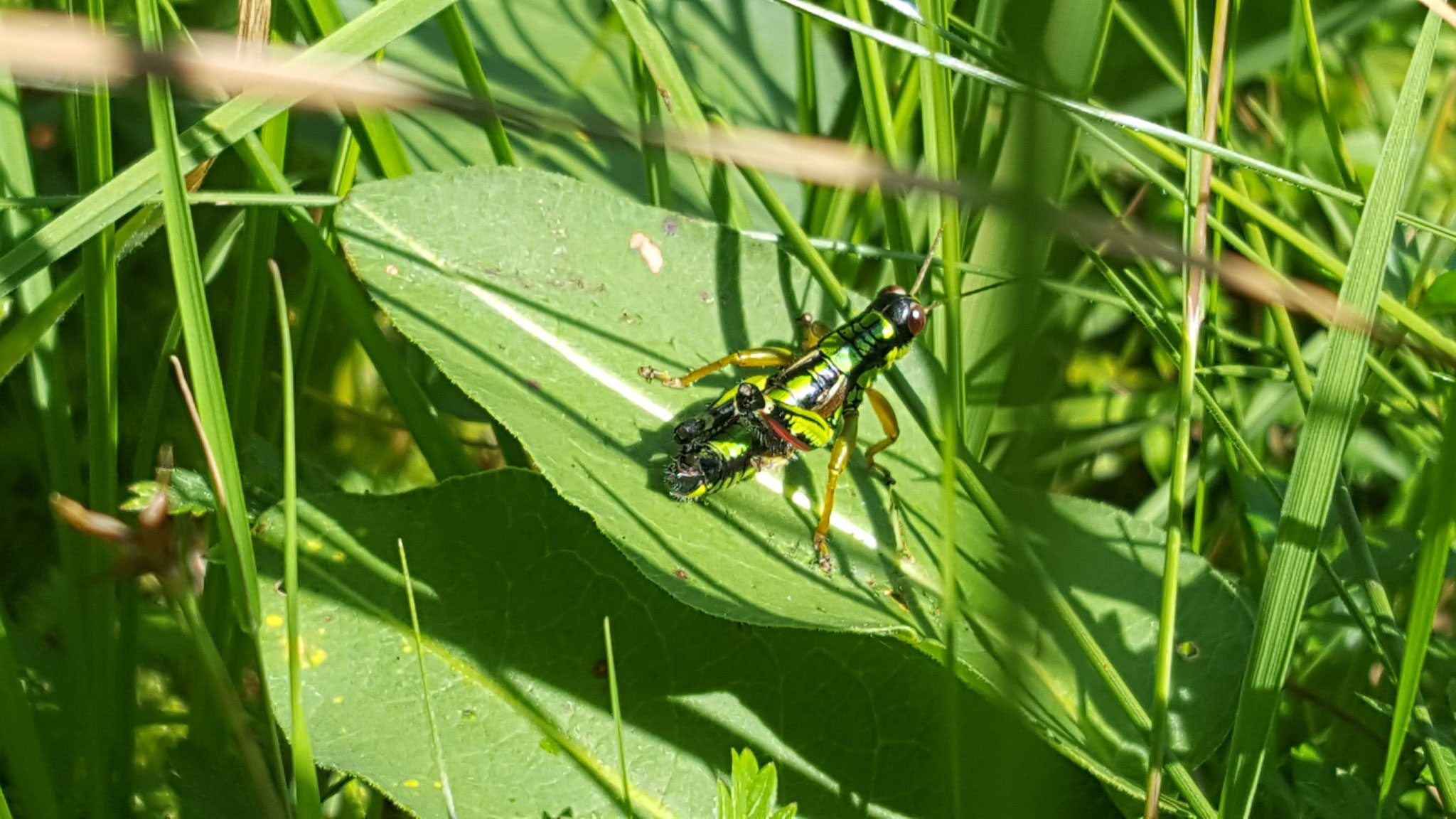 Heuschrecke
