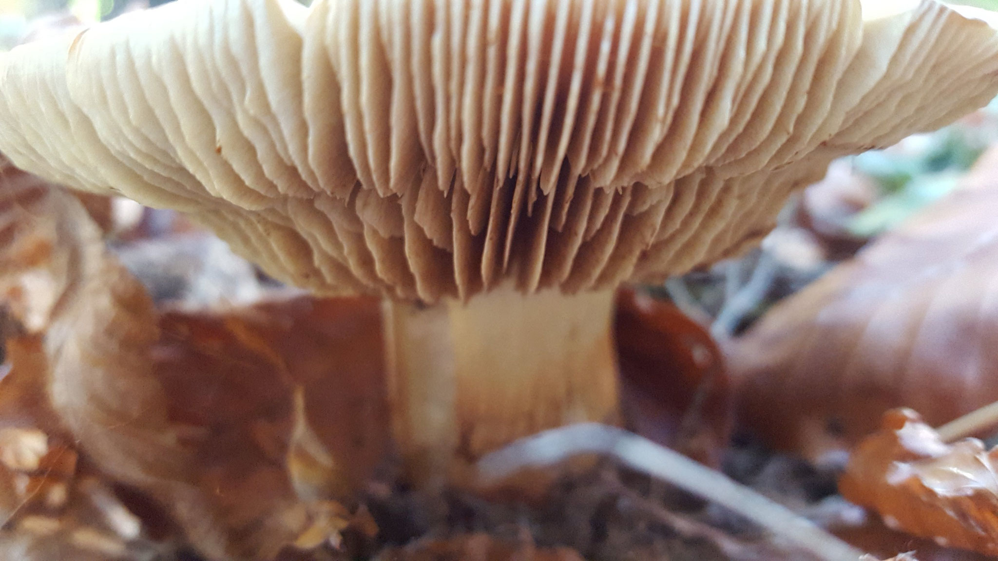 Lammellenpilz