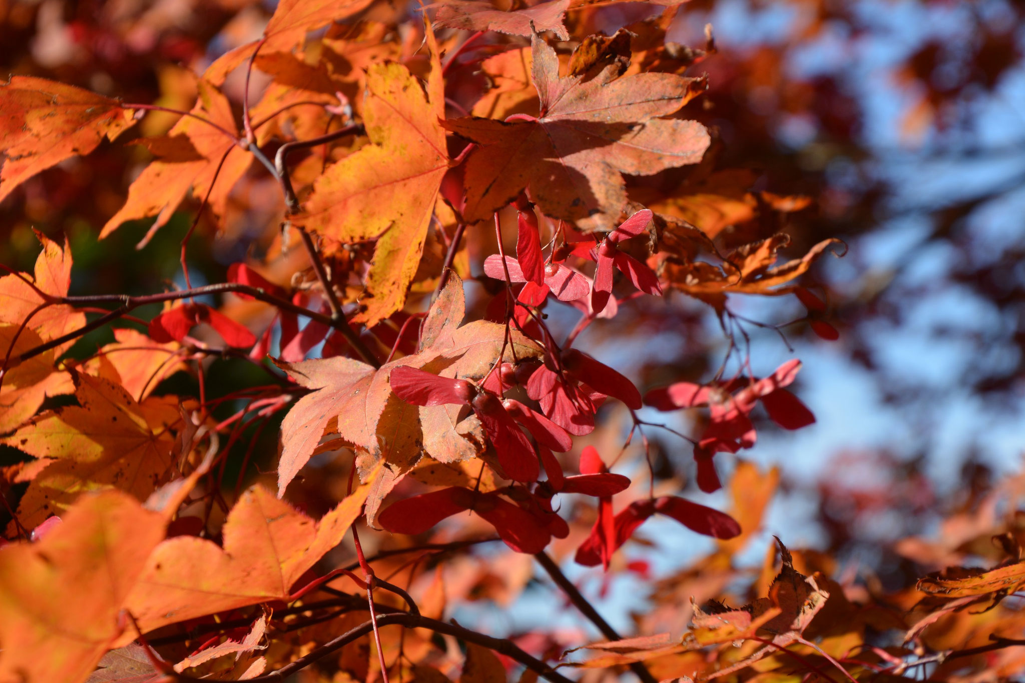 Herbstfarben