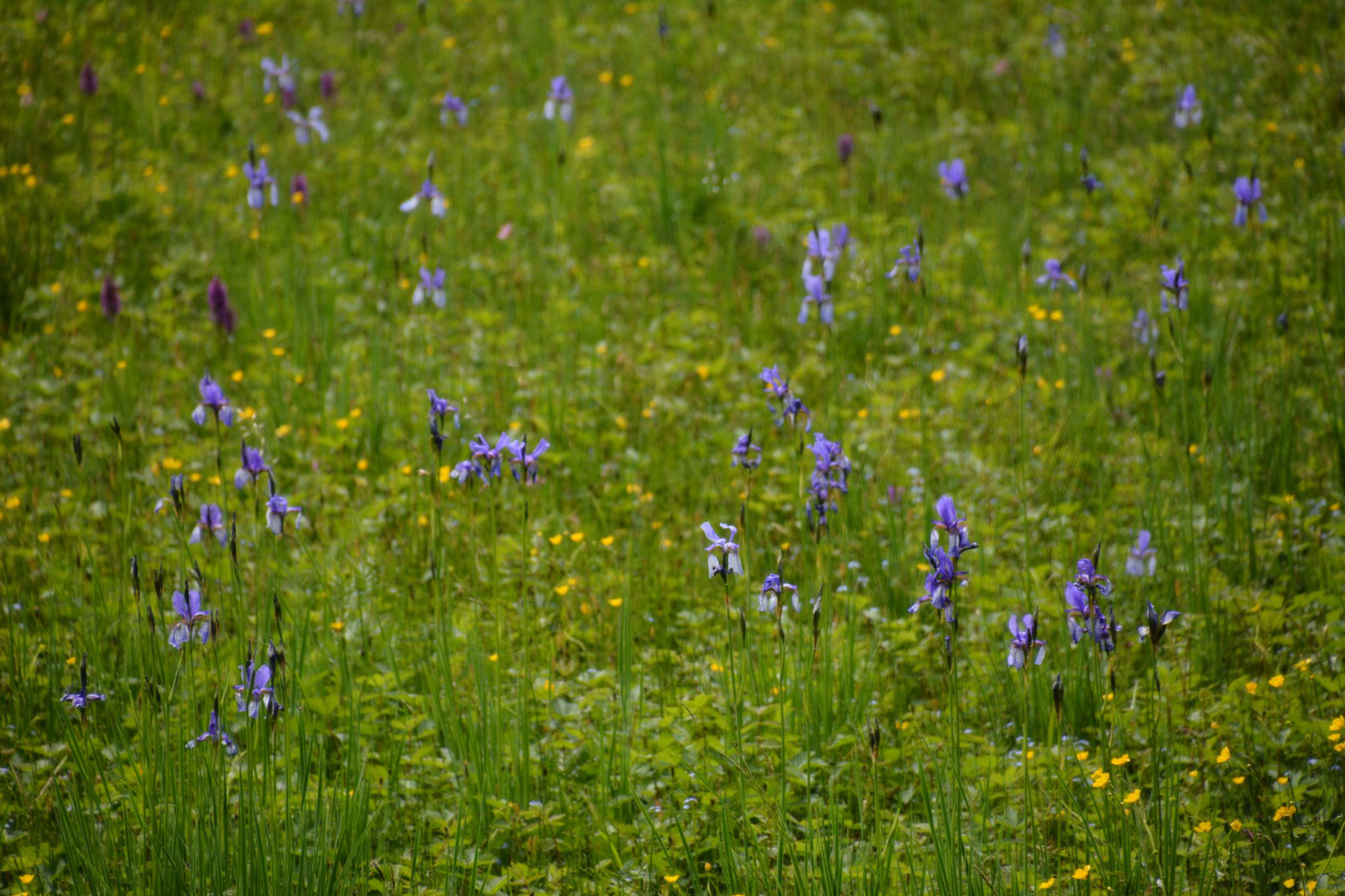 sibirische Iris