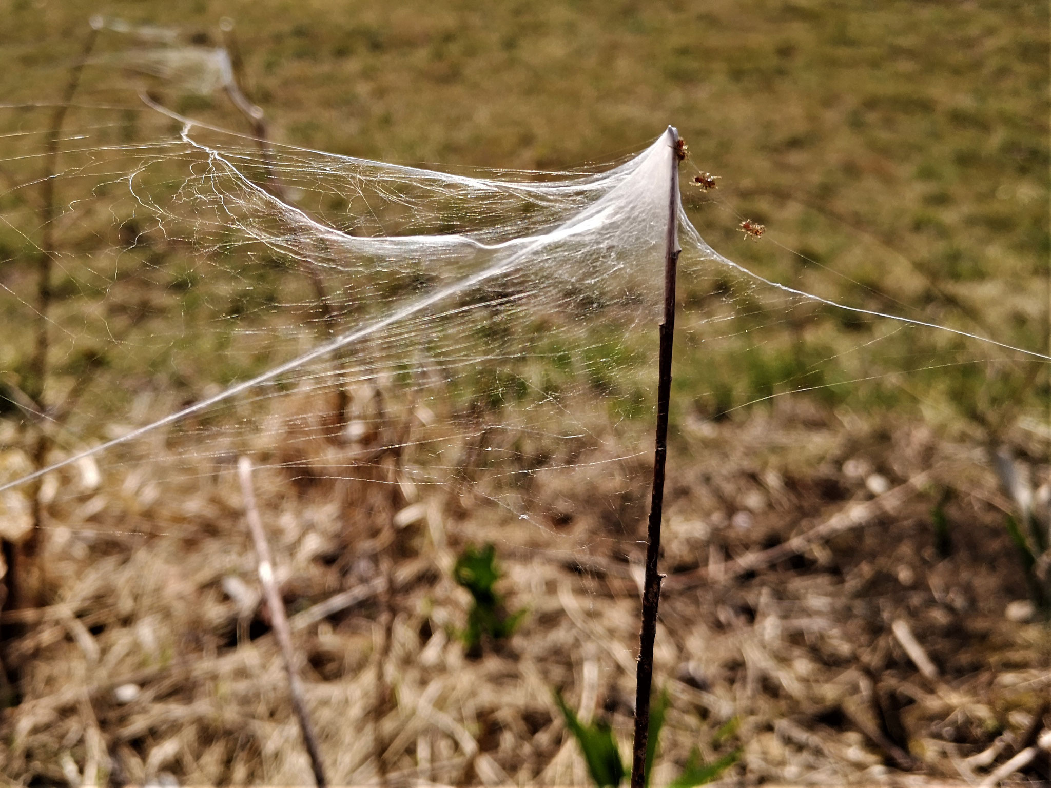 Tapezierspinne Netz