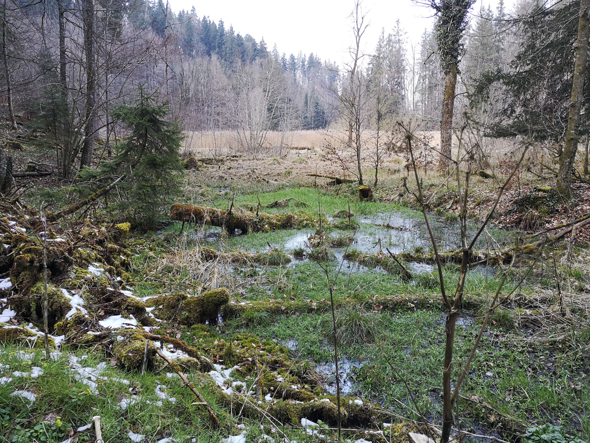 Kobelwald