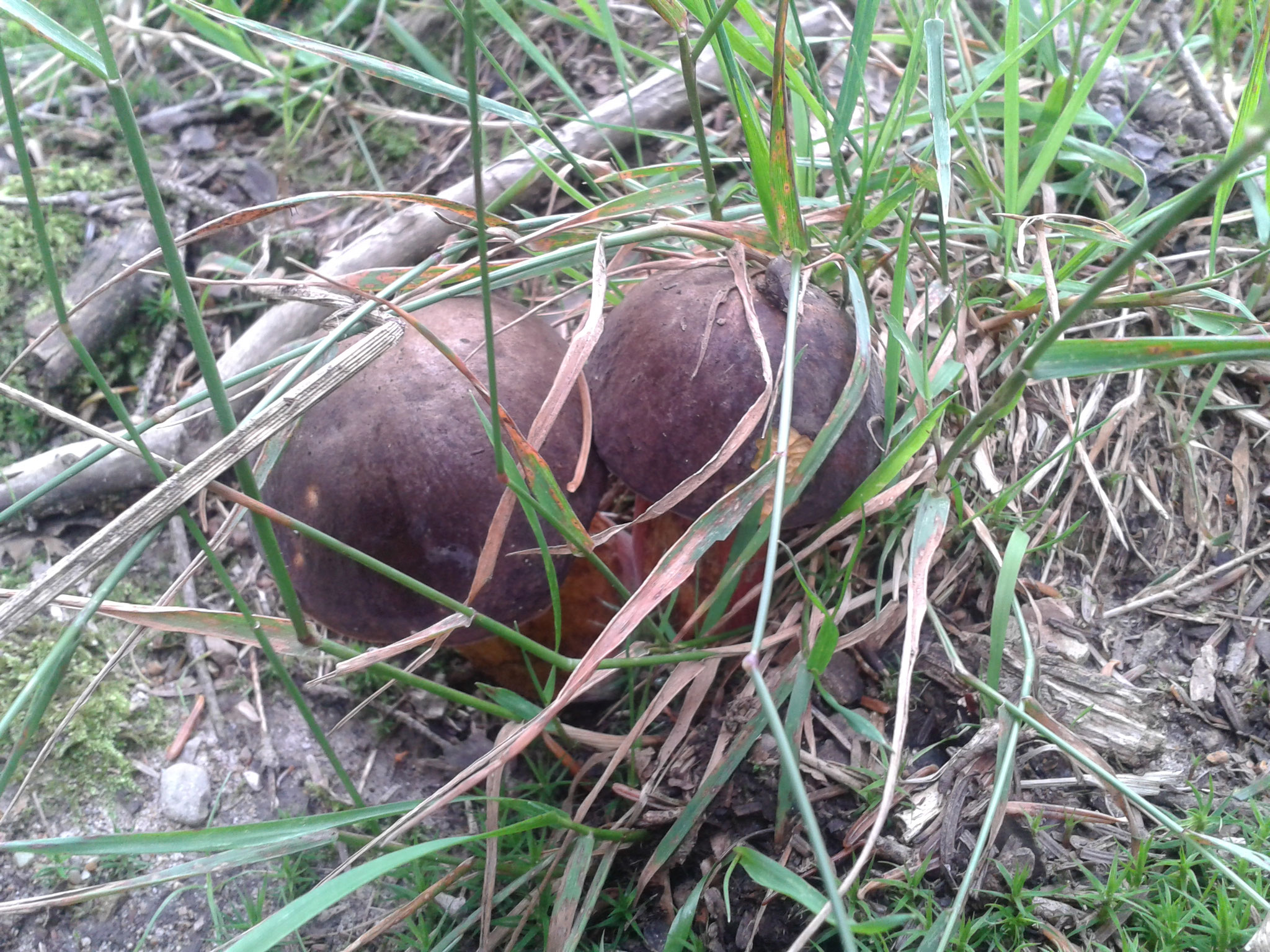 Pilze