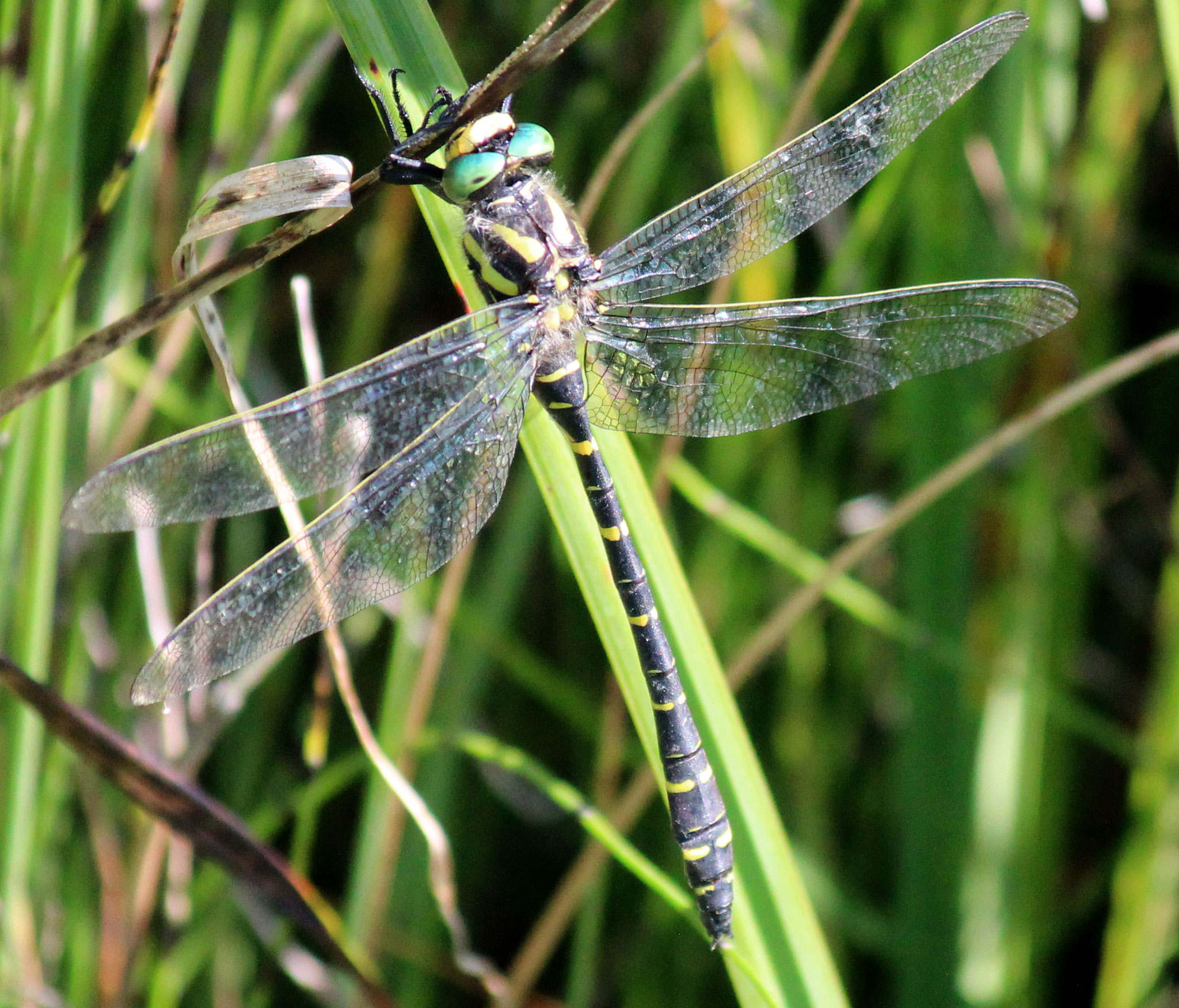 Grosslibelle