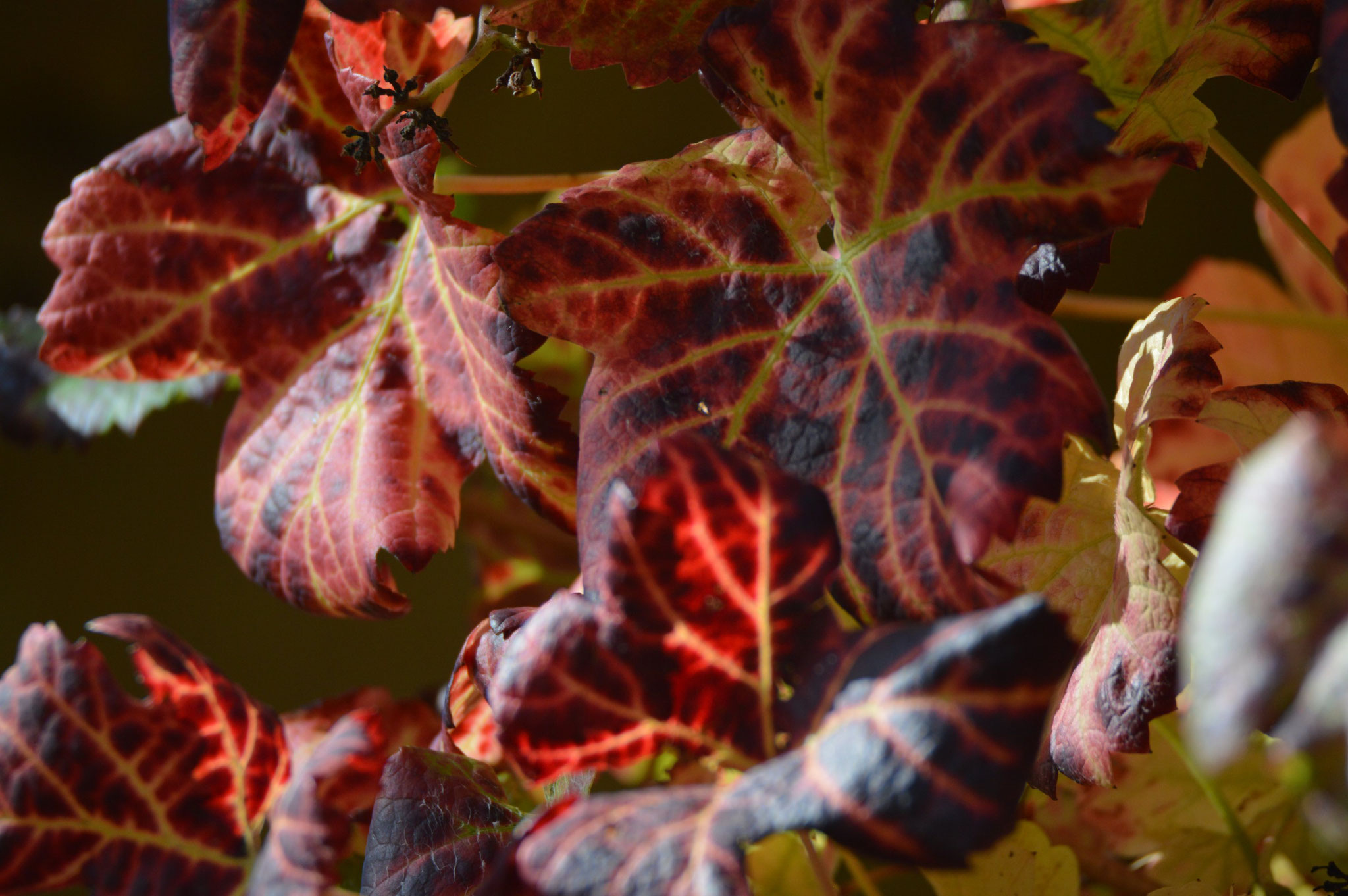 Weinblätter