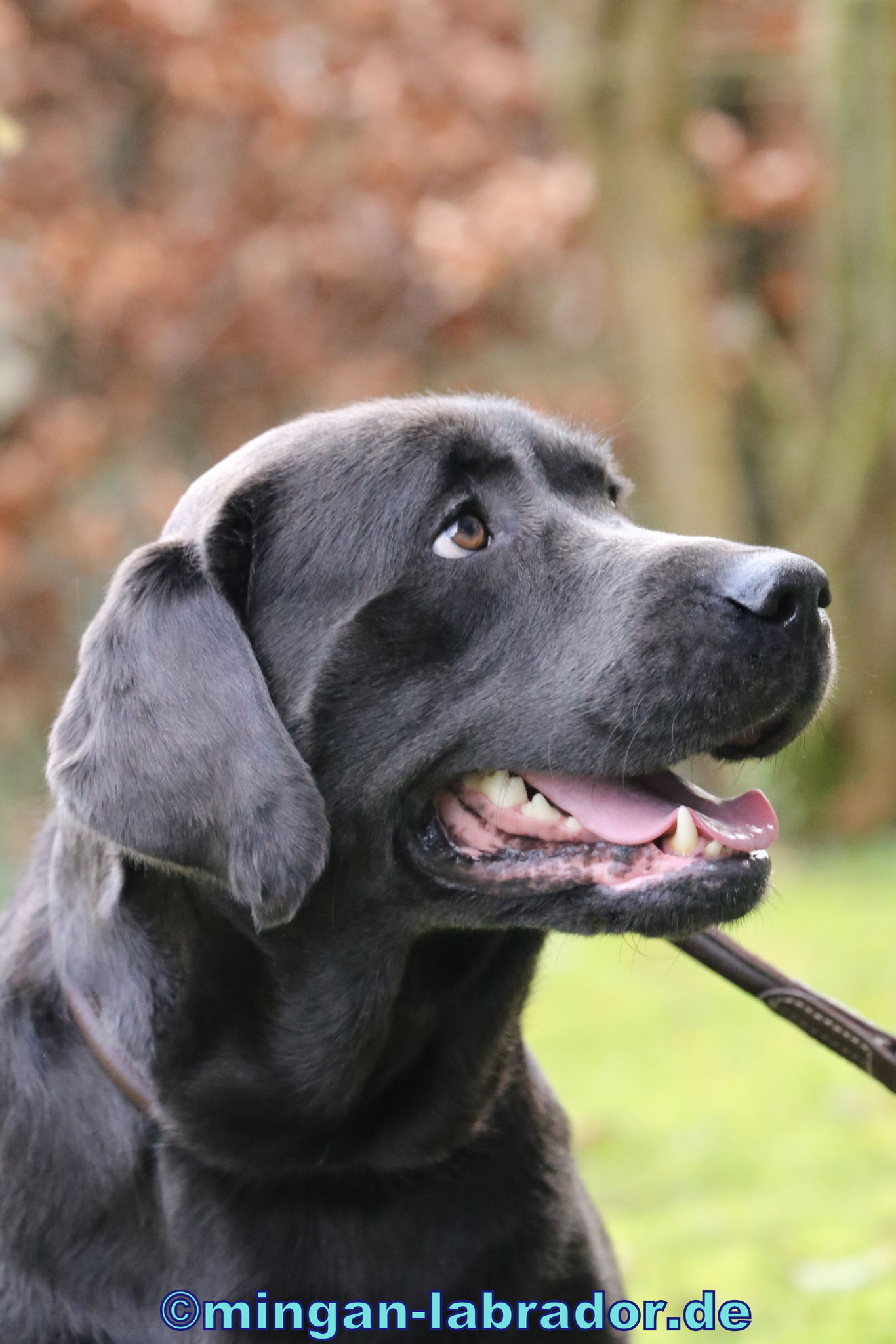 News, Silber / Silver Labrador Zucht Mingan Labrador minganlabrador