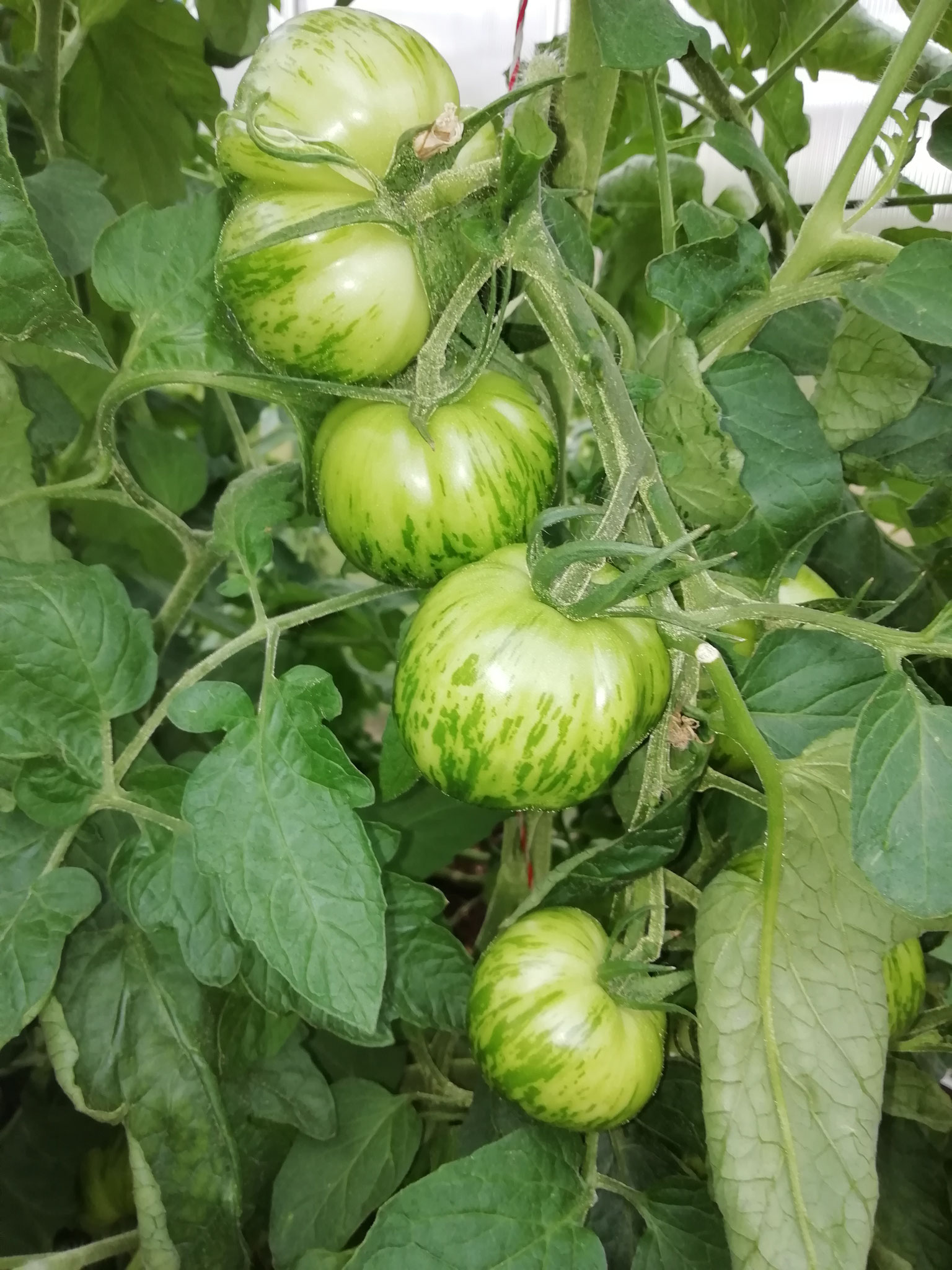 Tomate "Green Zebra" außerst süß und aromatisch