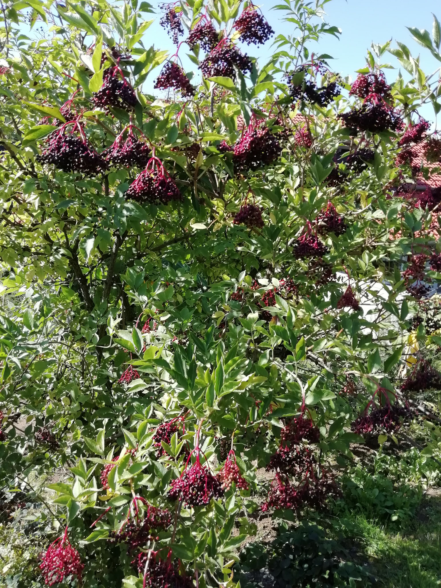 Holunderbeeren für unseren Fruchtaufstrich "Apfel-Holunder" und "Holunder-Holunderblüte"
