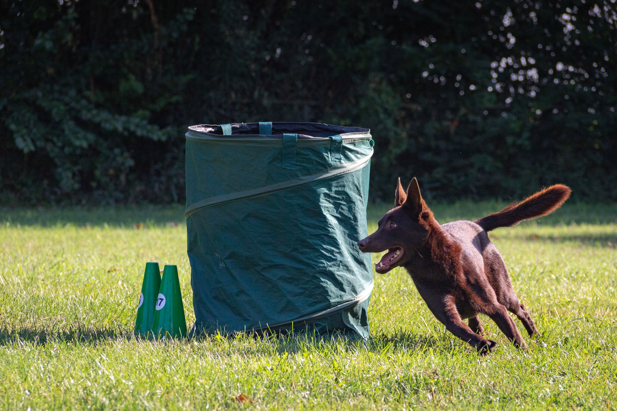 Fox Hoopers Tonne